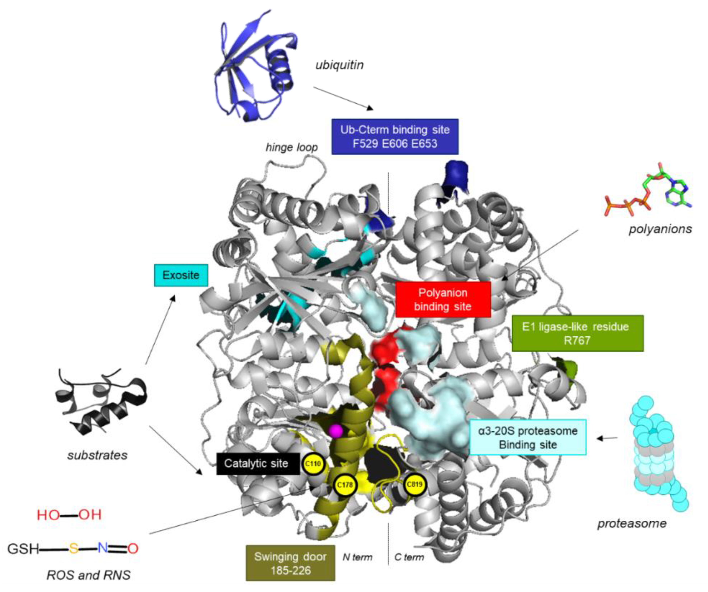Cells 11 01228 g001