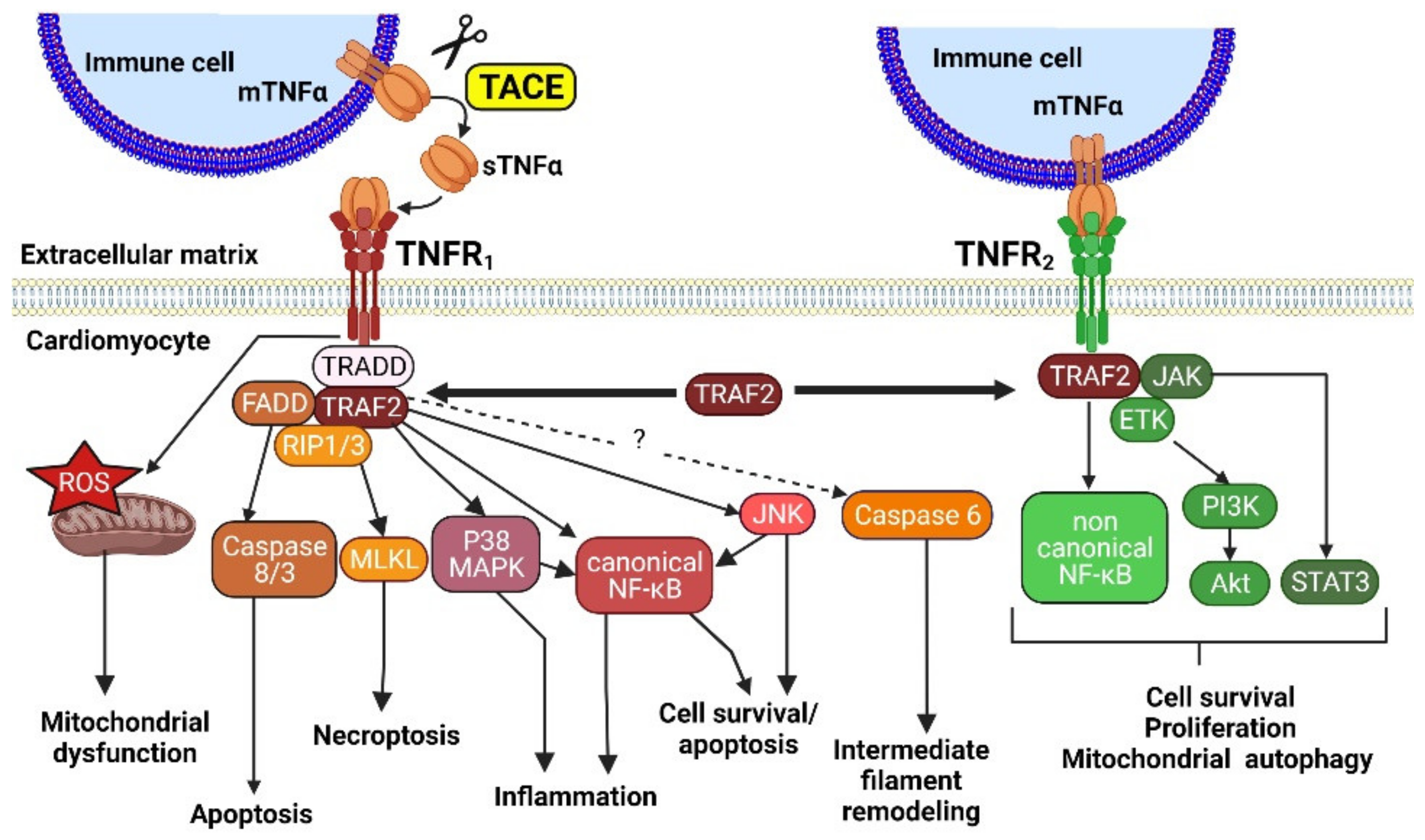 Cells 11 01249 g001 Cells 11 01249 g001