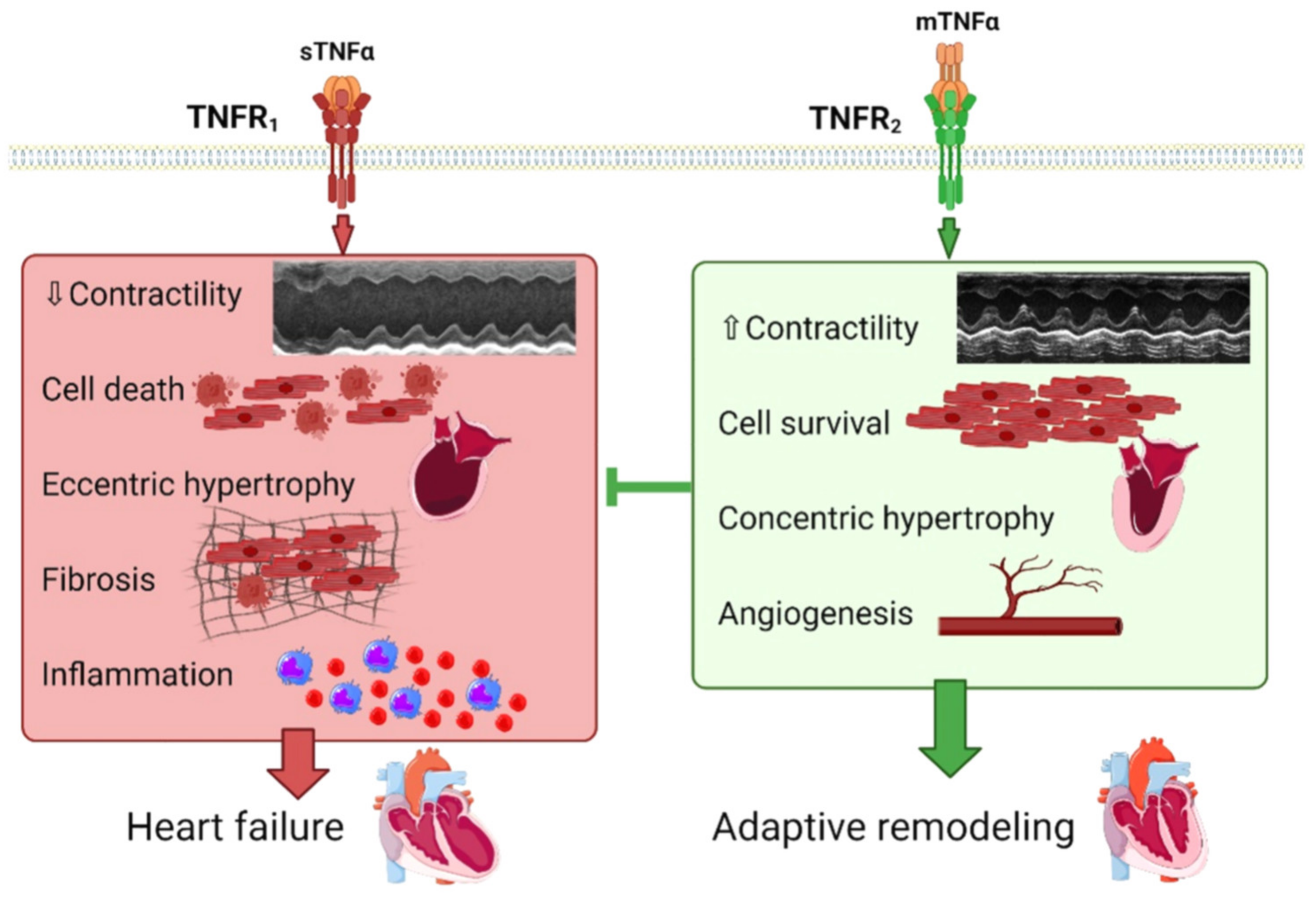 Cells 11 01249 g002 Cells 11 01249 g002