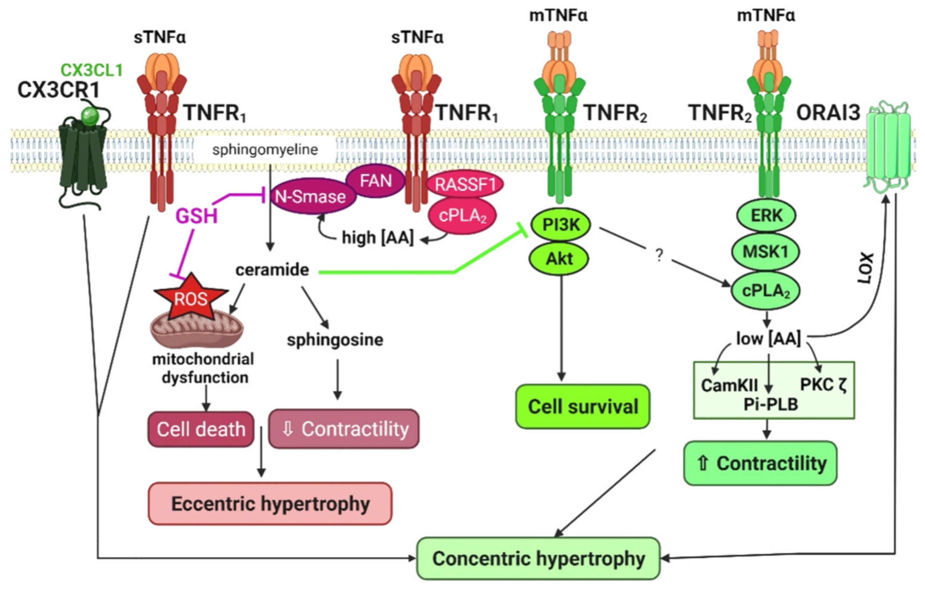 Cells 11 01249 g003 Cells 11 01249 g003
