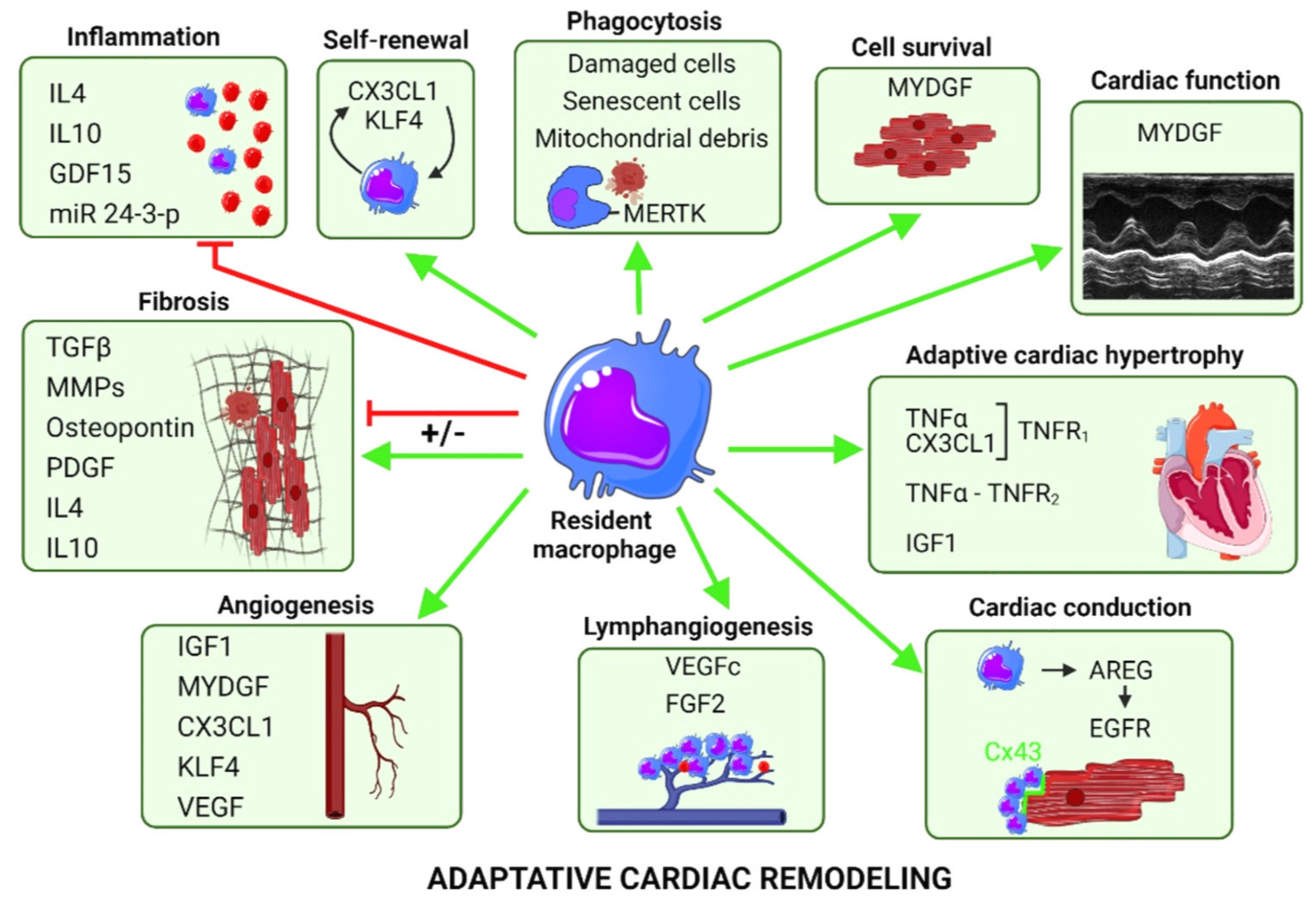 Cells 11 01249 g004 Cells 11 01249 g004