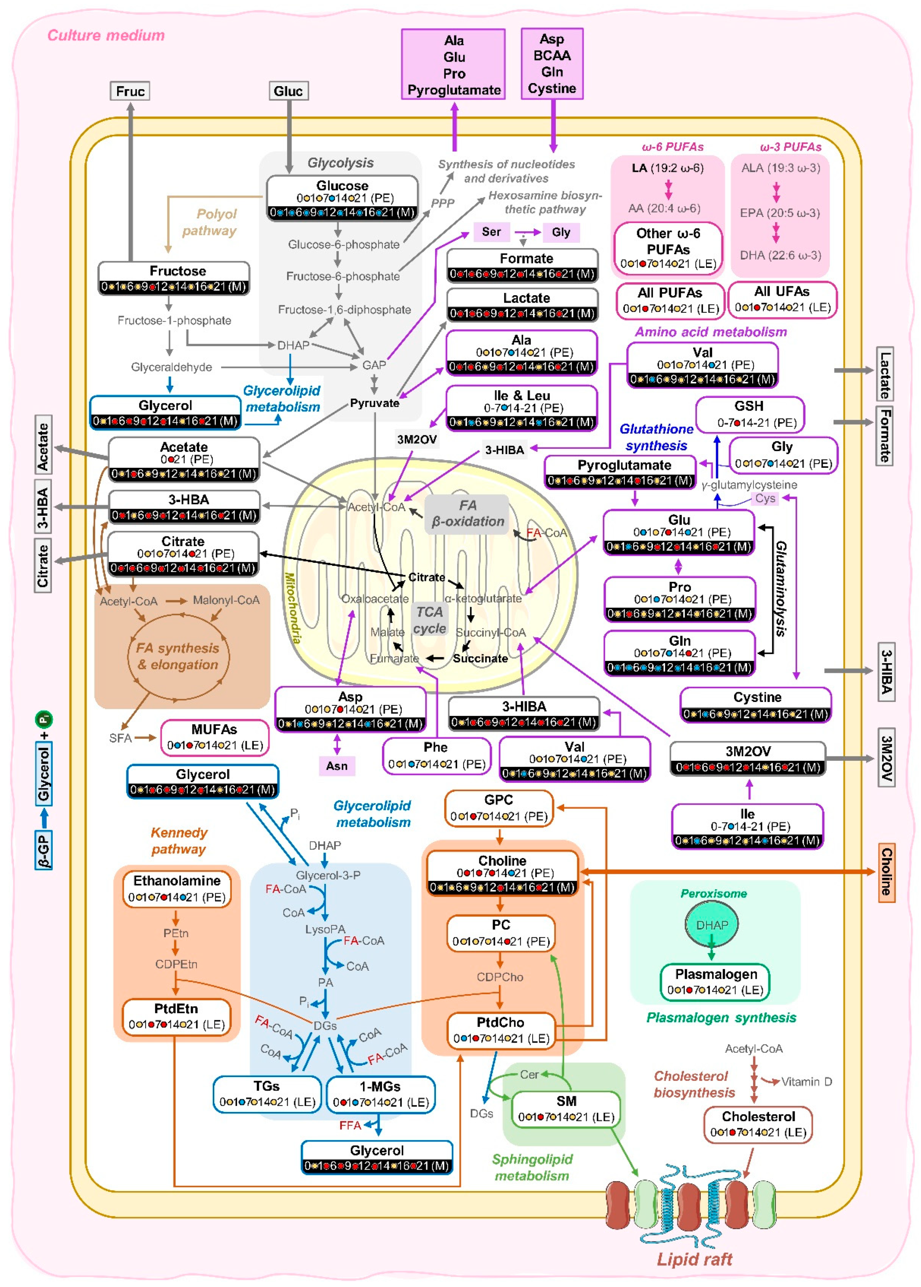 Cells 11 01257 g007 550