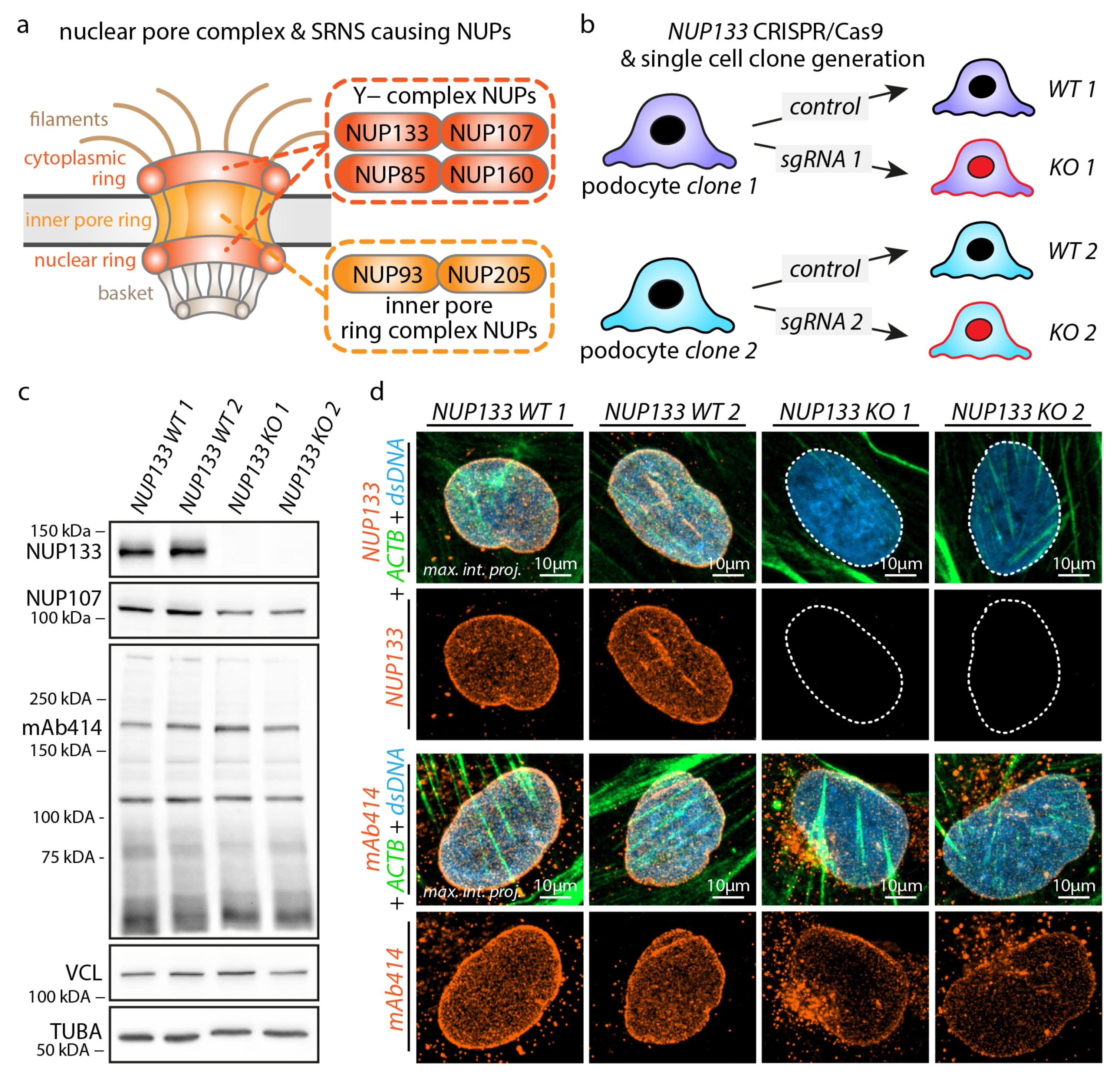 NUP133 Controls Nuclear Pore Assembly, Transcriptome