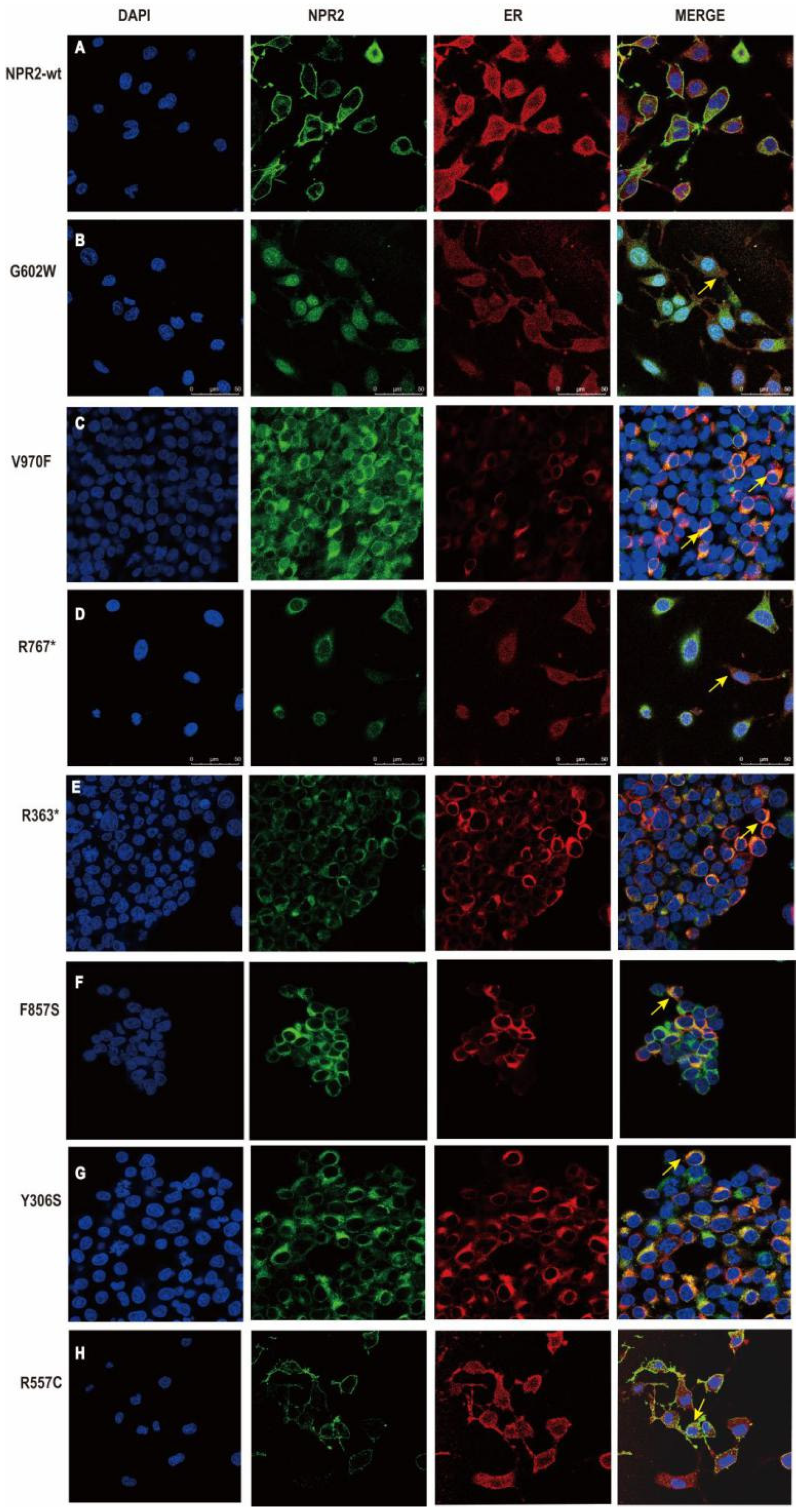 Cells 11 01265 g005 Cells 11 01265 g005