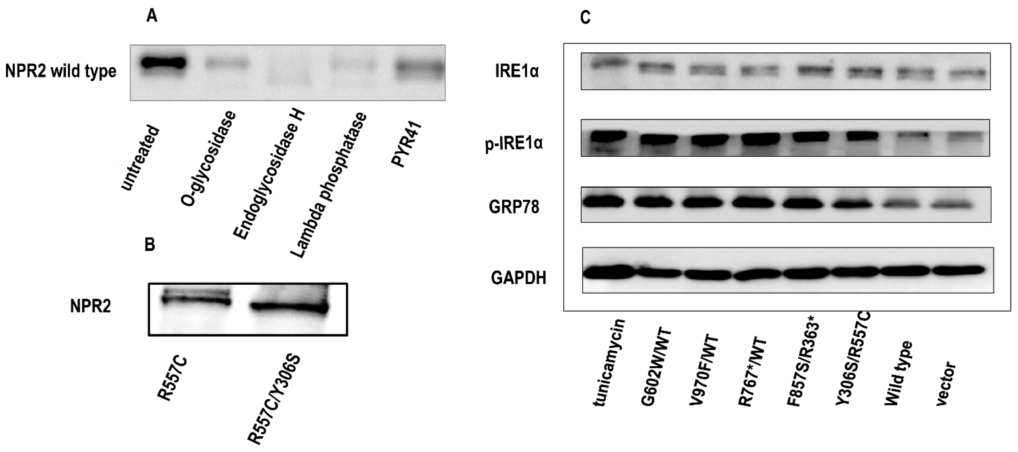 Cells 11 01265 g006 Cells 11 01265 g006