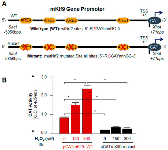 Switching of Redox Signaling by Prdx6 Expression Decides Cellular