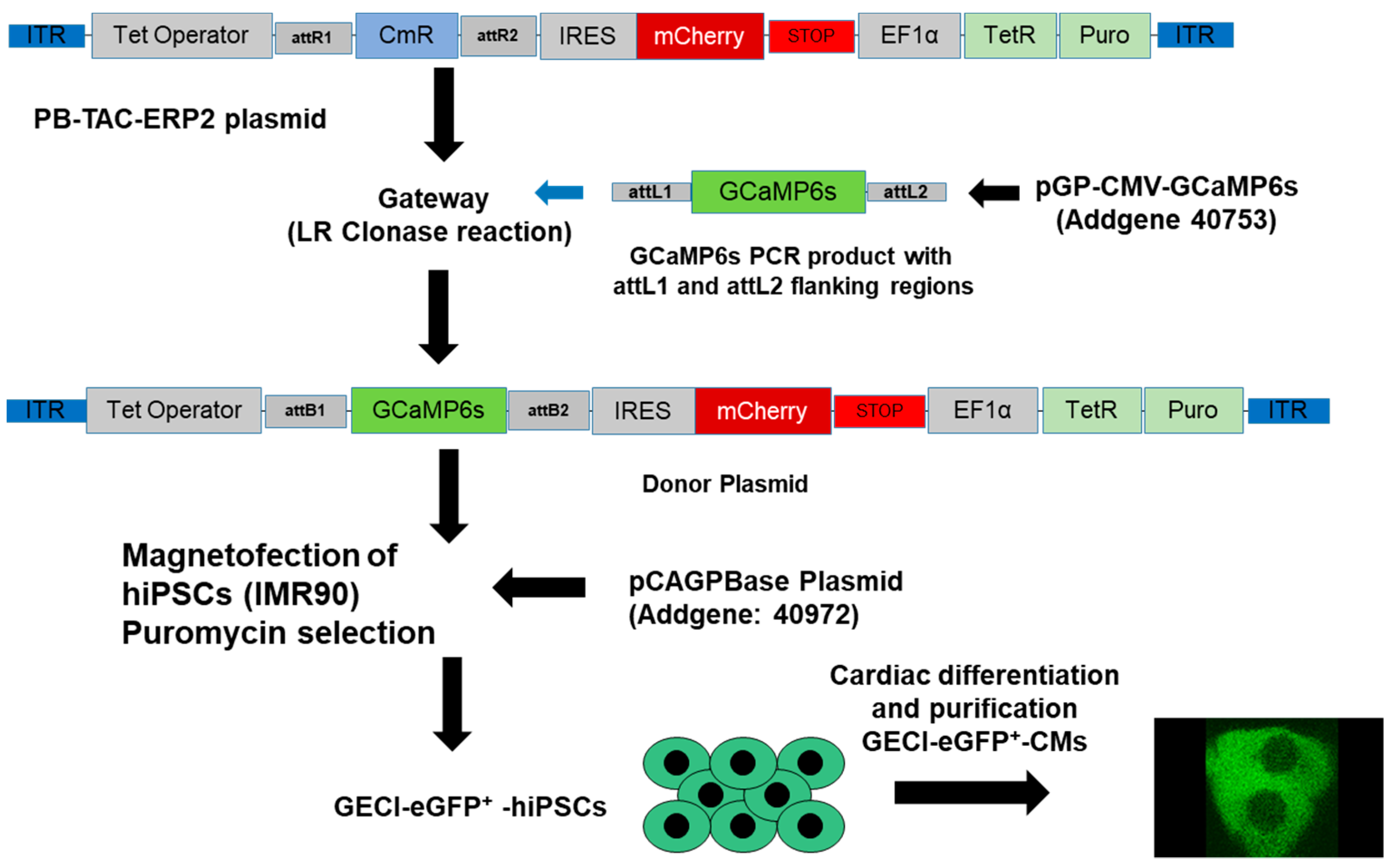 Cells 11 01280 g001 550