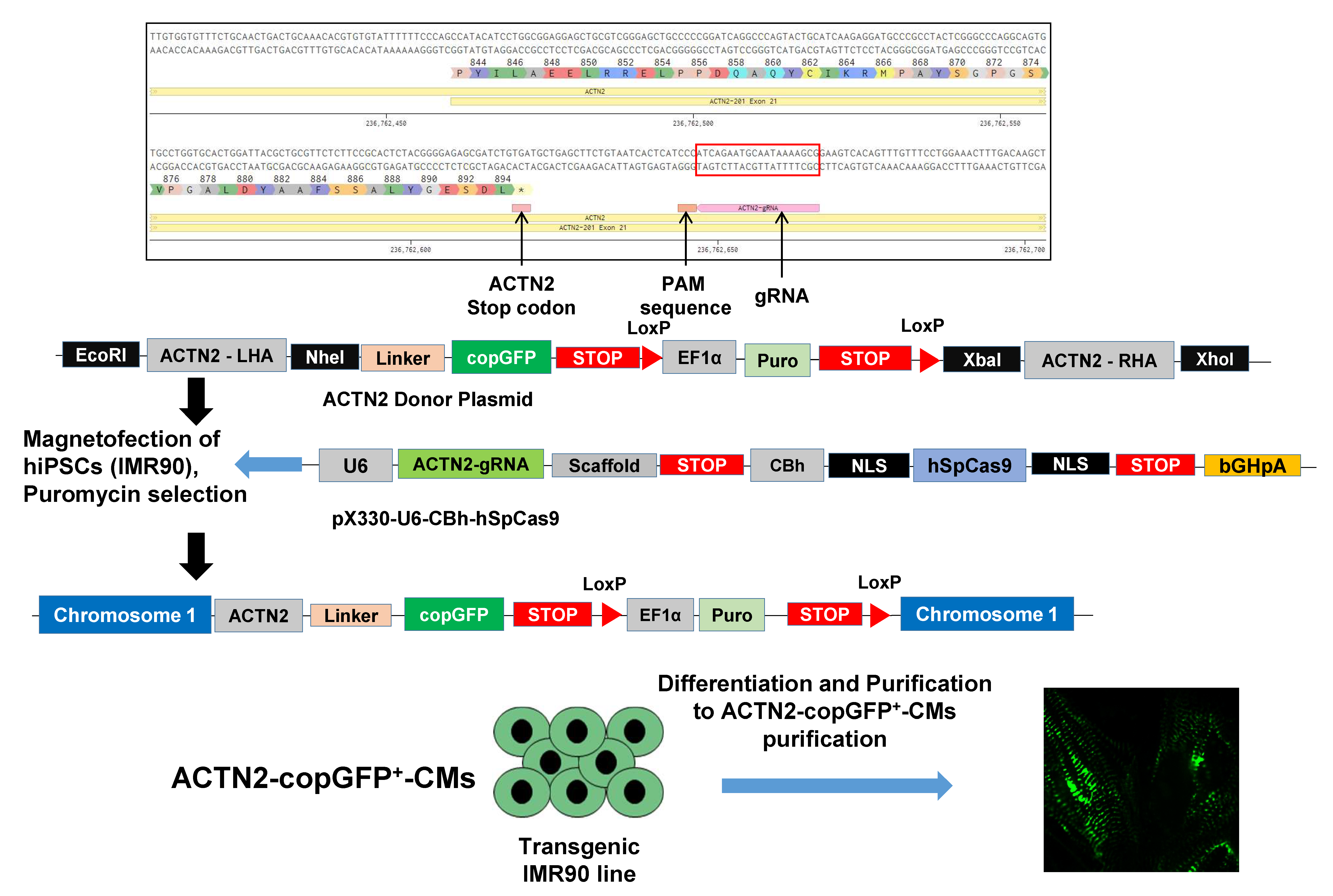 Cells 11 01280 g002 550