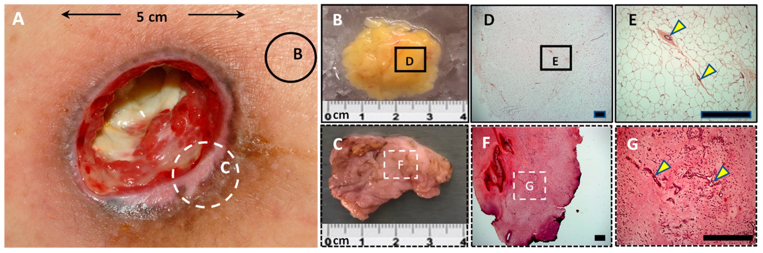 Cells 11 01282 g002 550