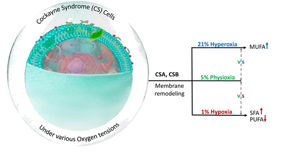 Effects of Oxygen Tension for Membrane Lipidome Remodeling of Cockayne Syndrome Cell Models