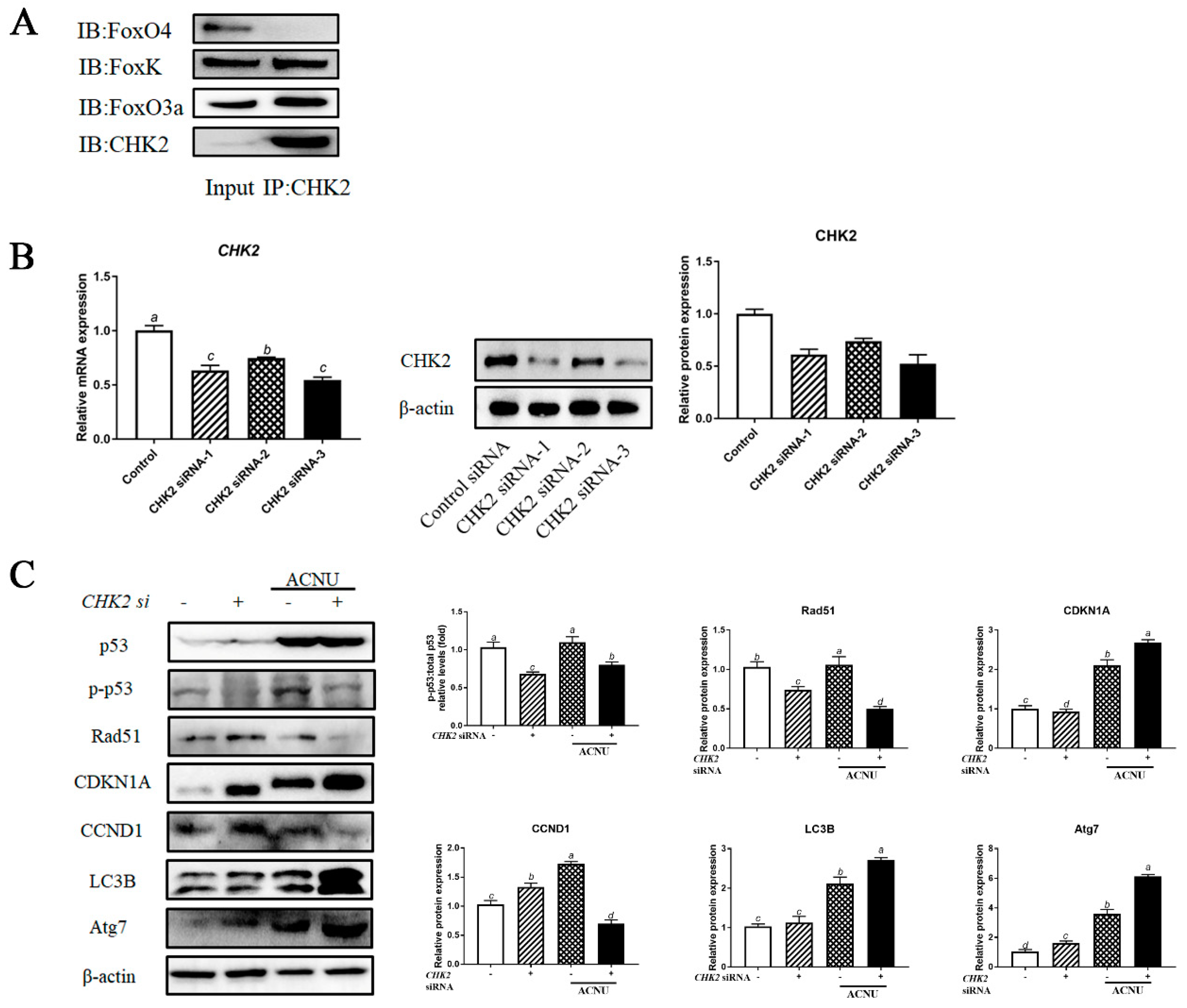 Cells 11 01291 g007 550