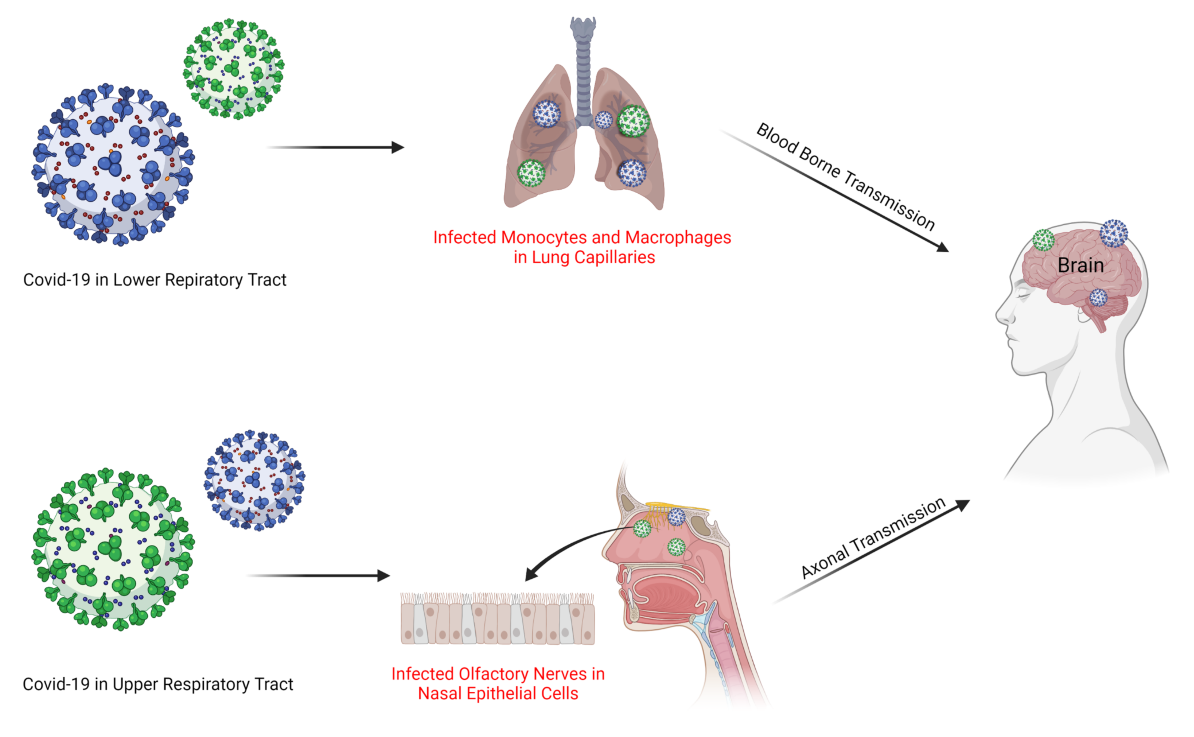 Cells 11 01298 g002 Cells 11 01298 g002