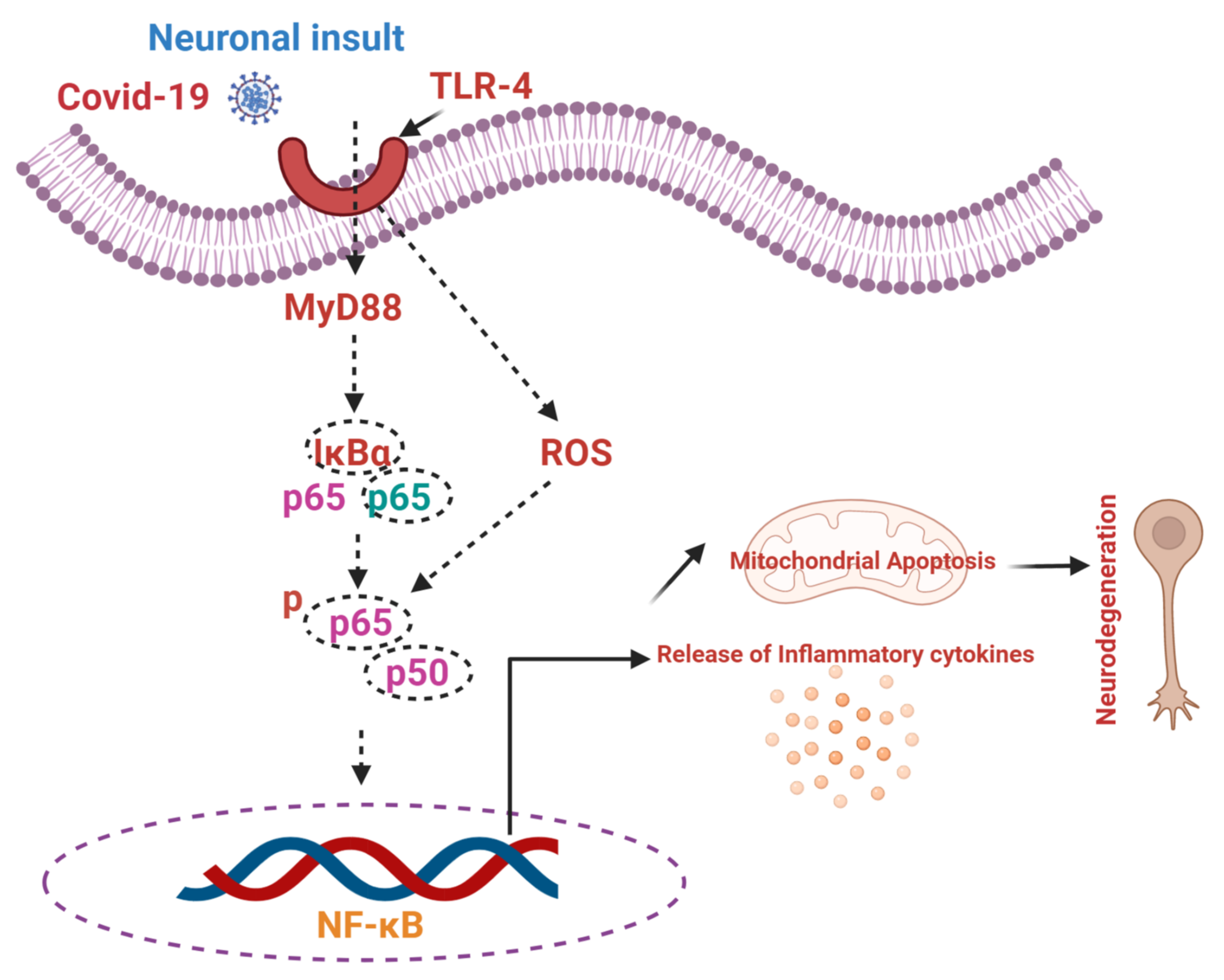 Cells 11 01298 g003 Cells 11 01298 g003