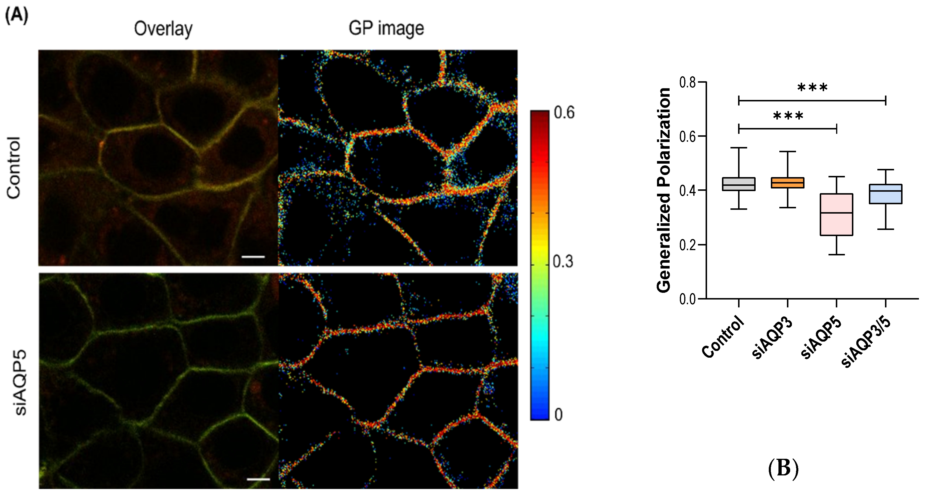 Cells 11 01308 g003 Cells 11 01308 g003