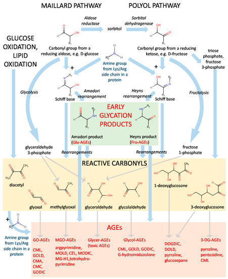 Picture of Advanced glycation end-product