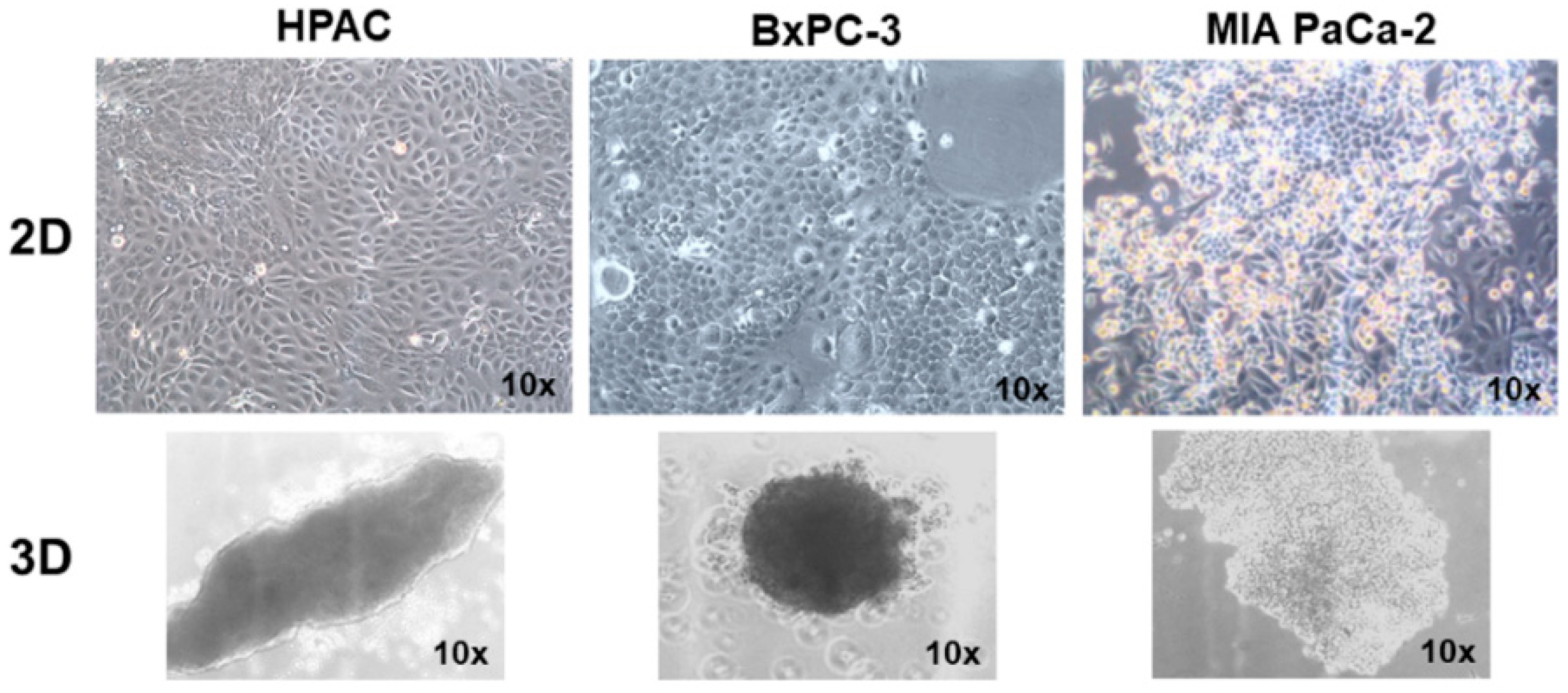 Cells 11 01318 g001 550