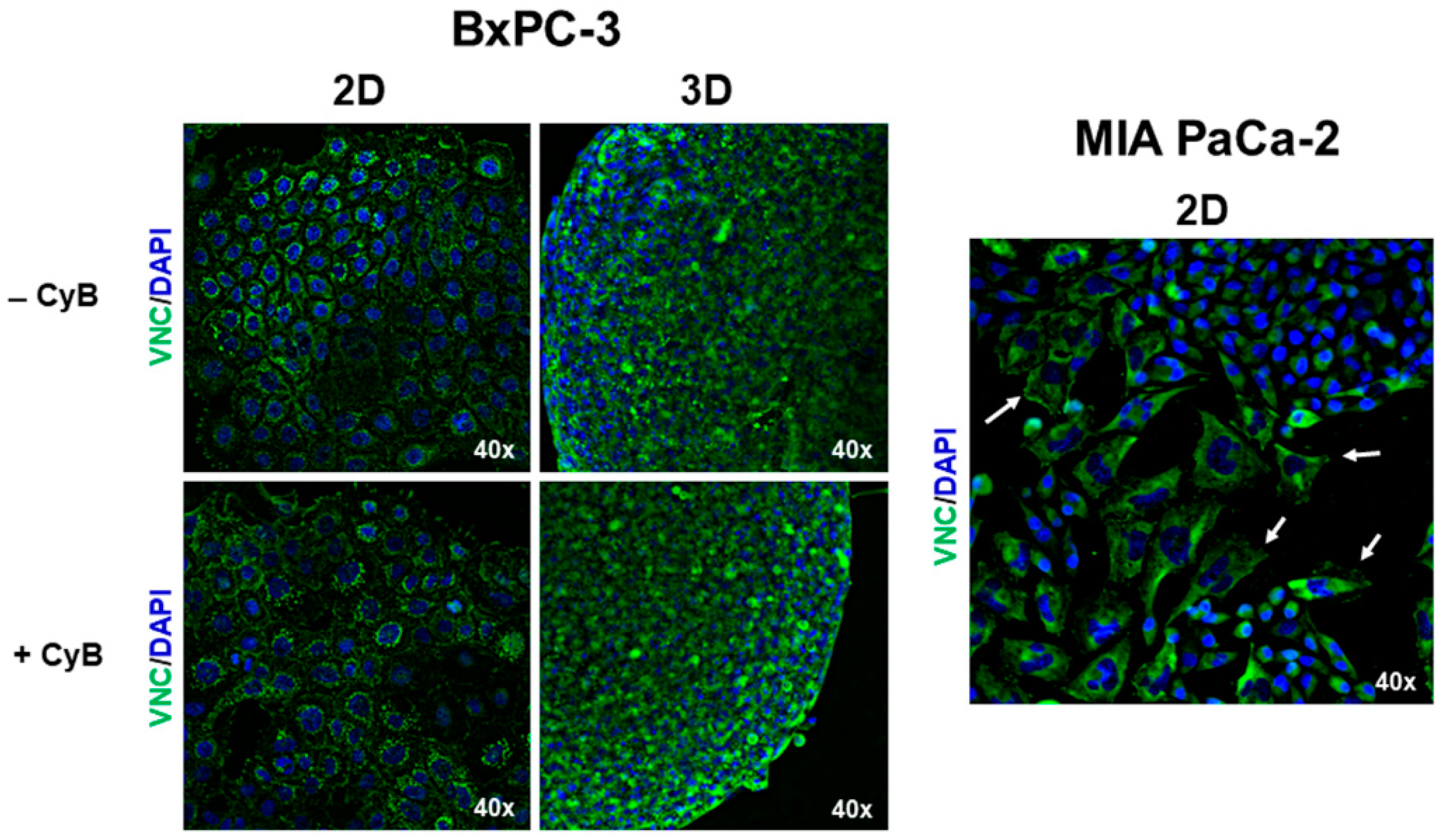 Cells 11 01318 g006 550