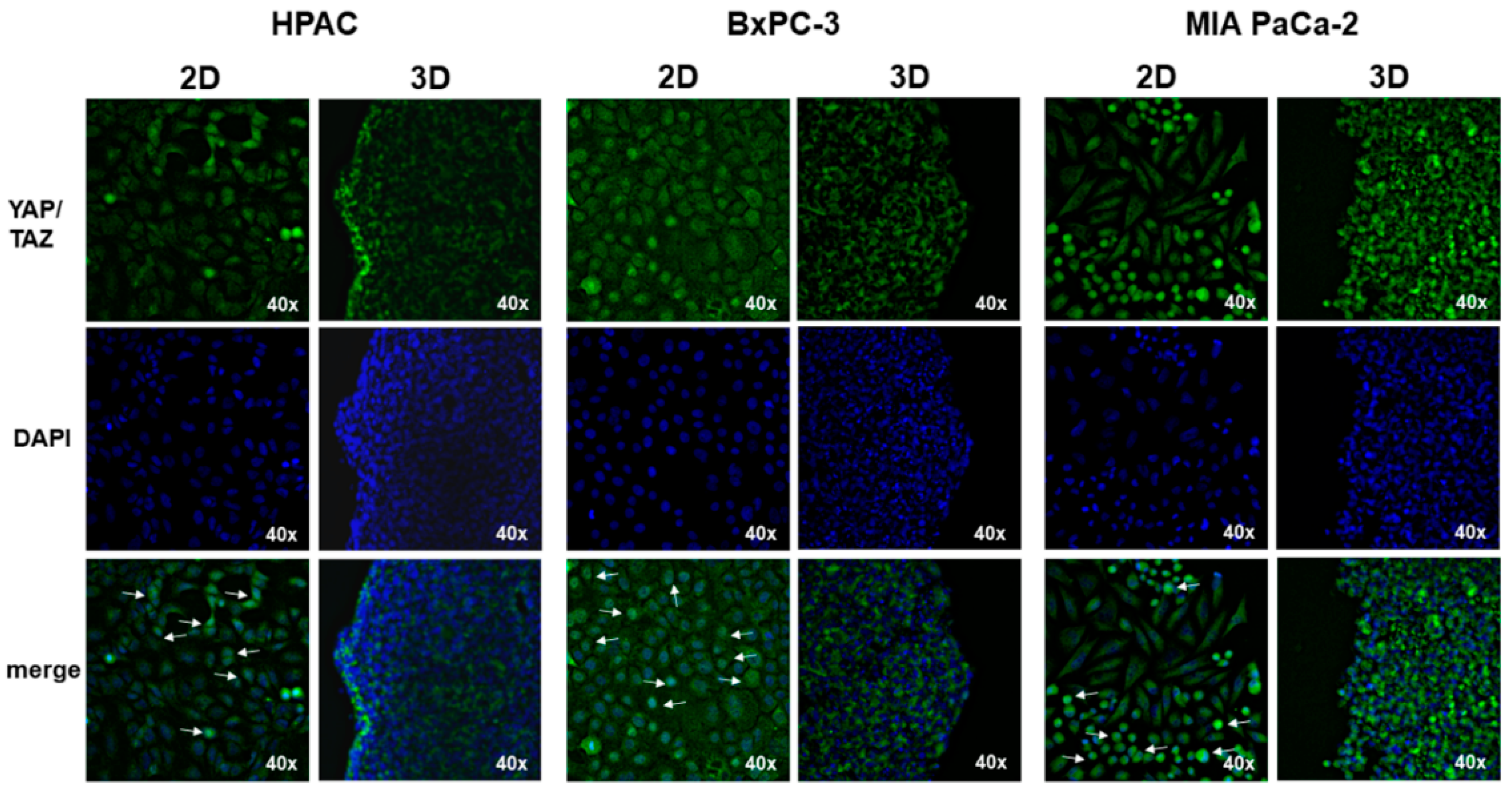 Cells 11 01318 g008 550