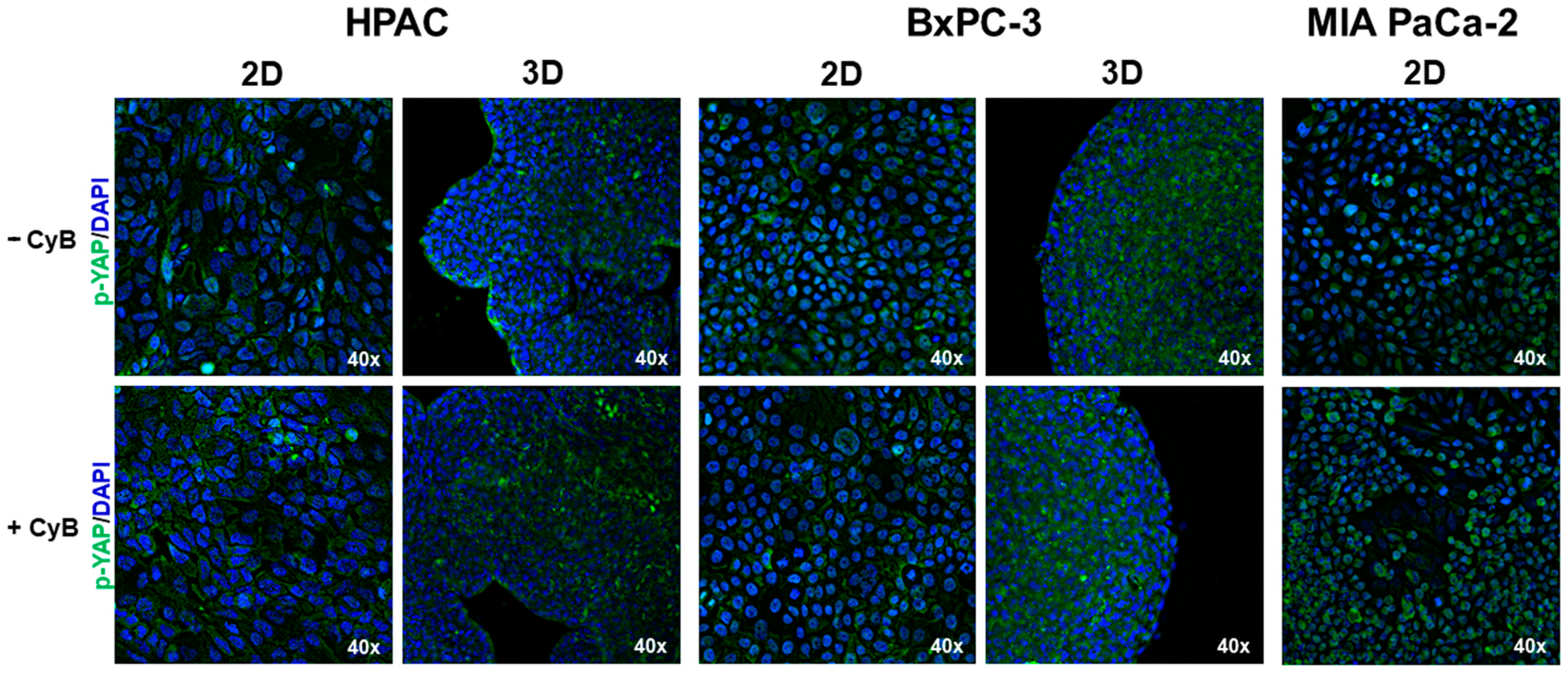 Cells 11 01318 g010 550
