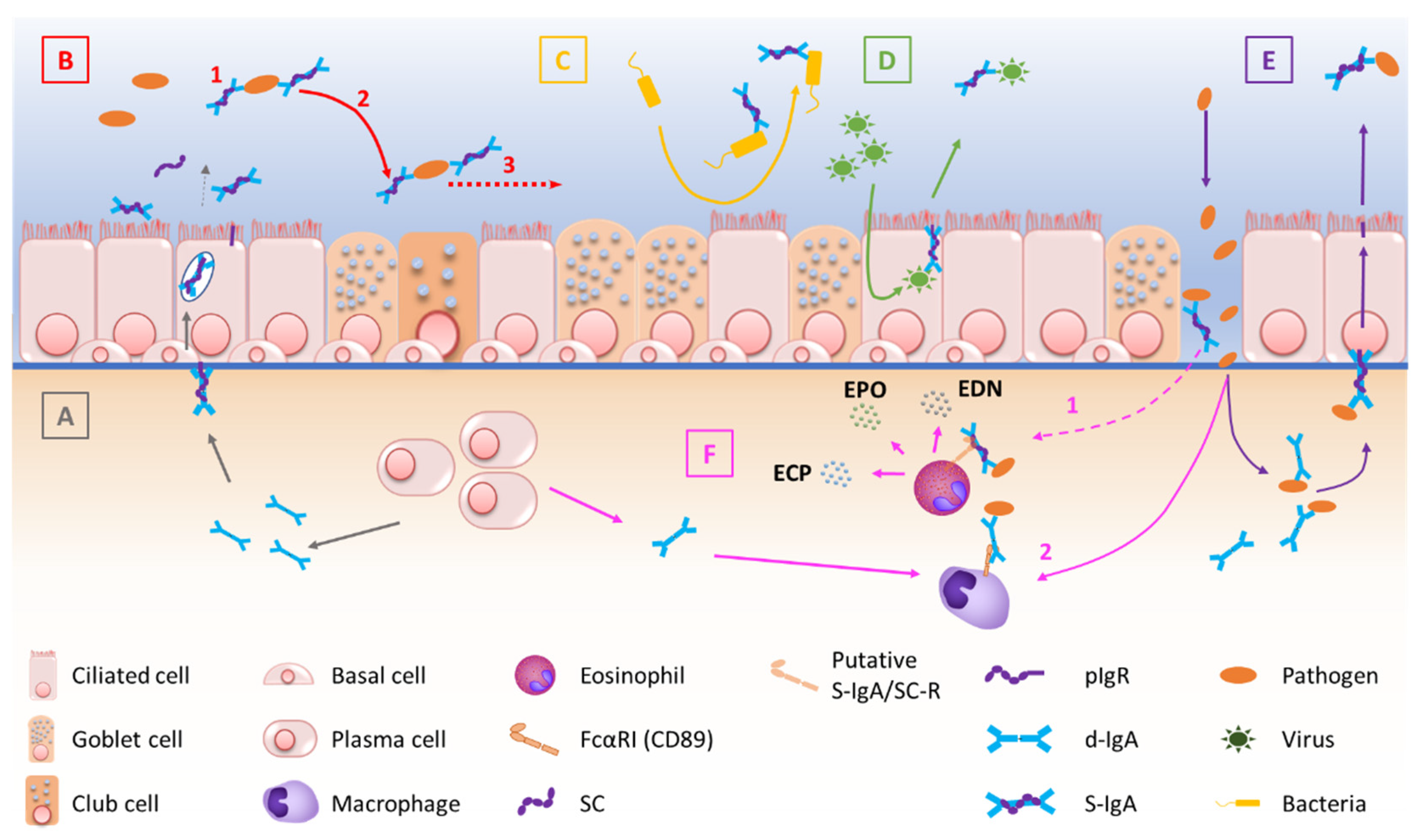 Cells 11 01324 g001 Cells 11 01324 g001