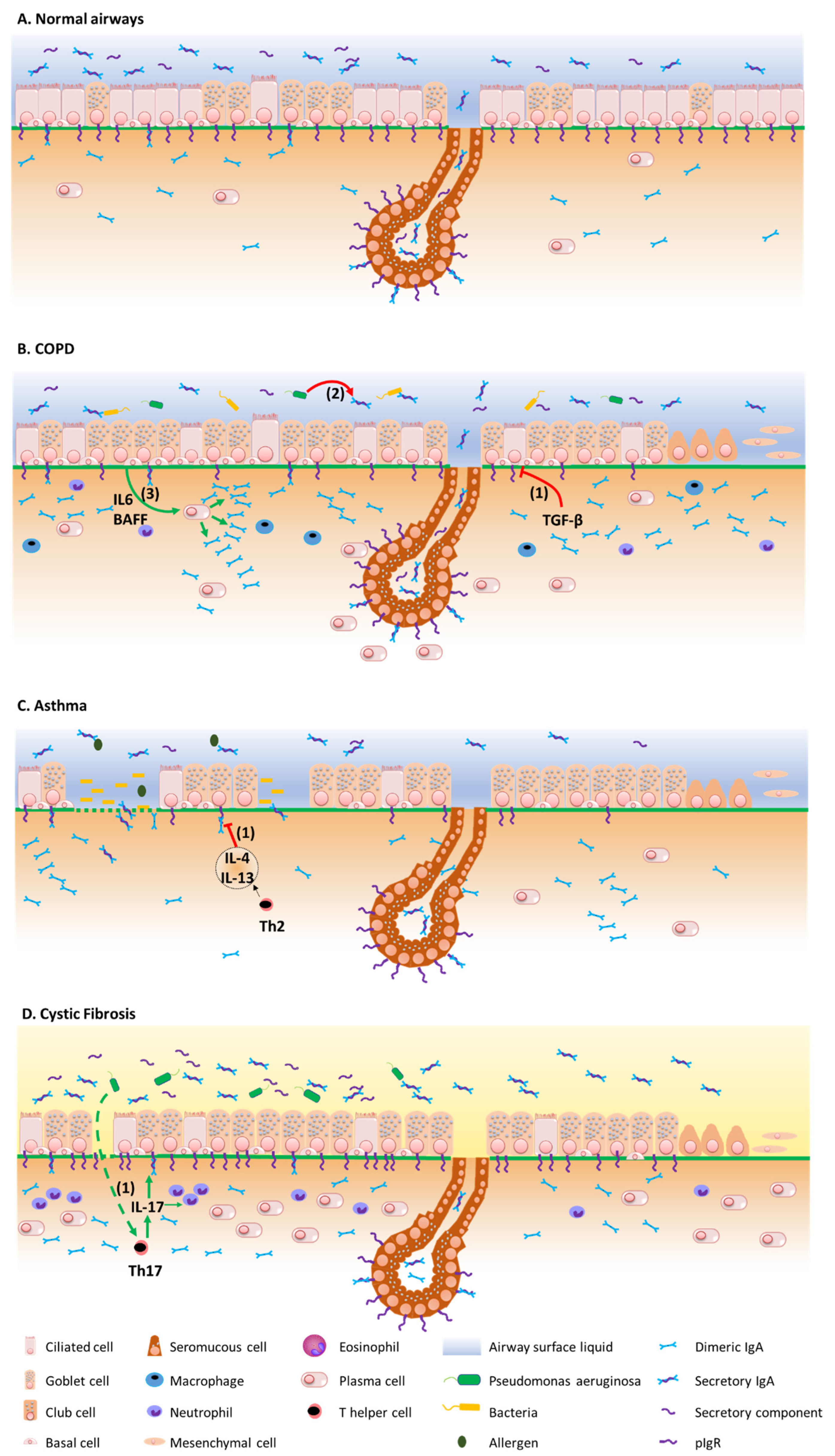 Cells 11 01324 g002 Cells 11 01324 g002