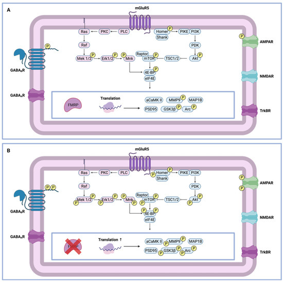 Towards Kinase Inhibitor Therapies for Fragile X Syndrome