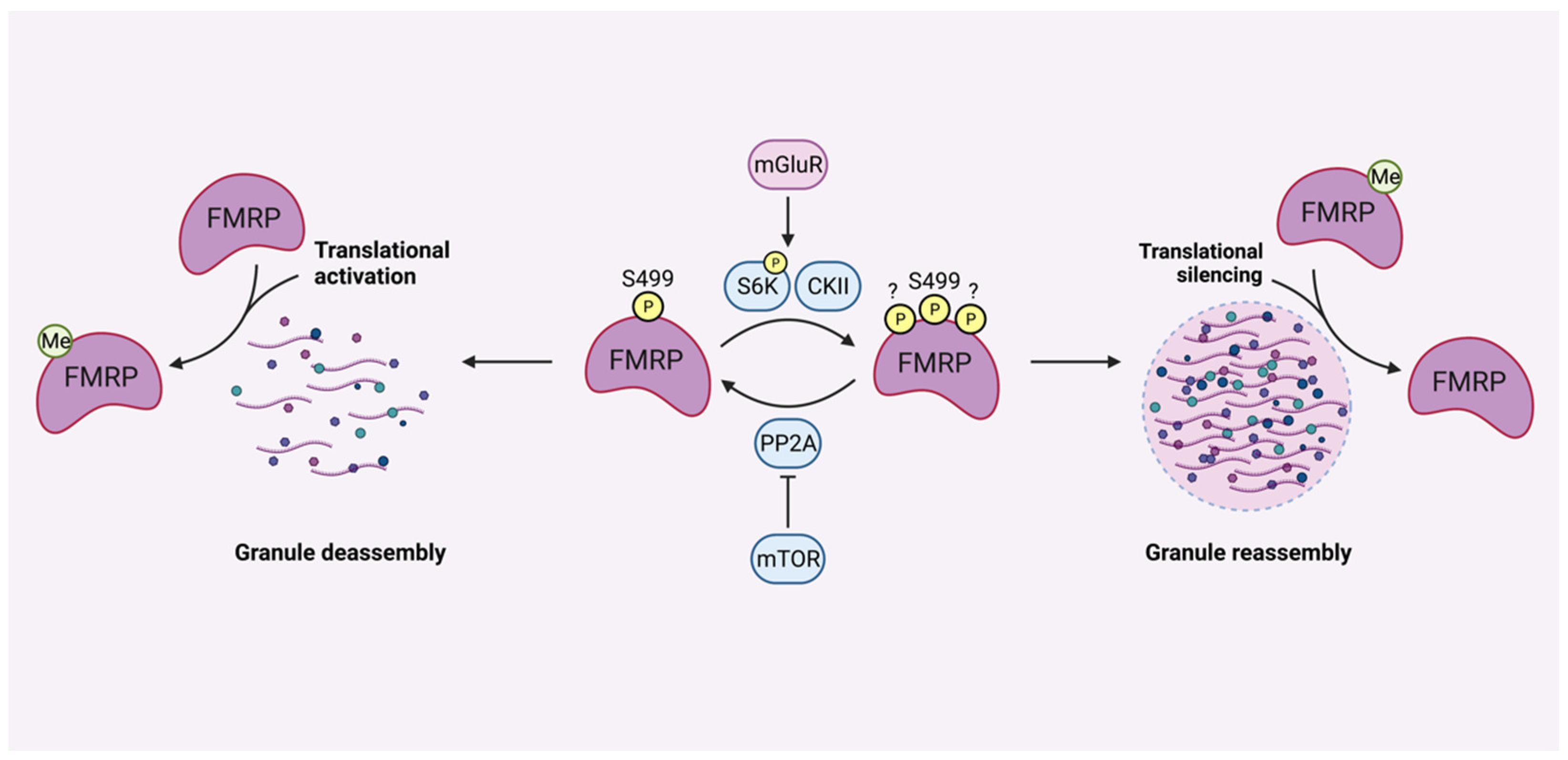 Cells 11 01325 g003 Cells 11 01325 g003