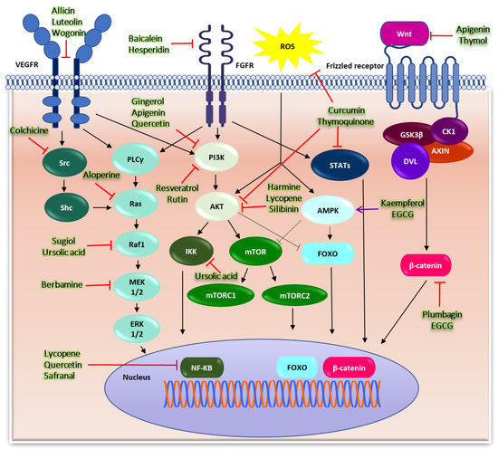 高評価アイテム Role of Cancer in Constituents Active Plant-Derived 応援グッズ
