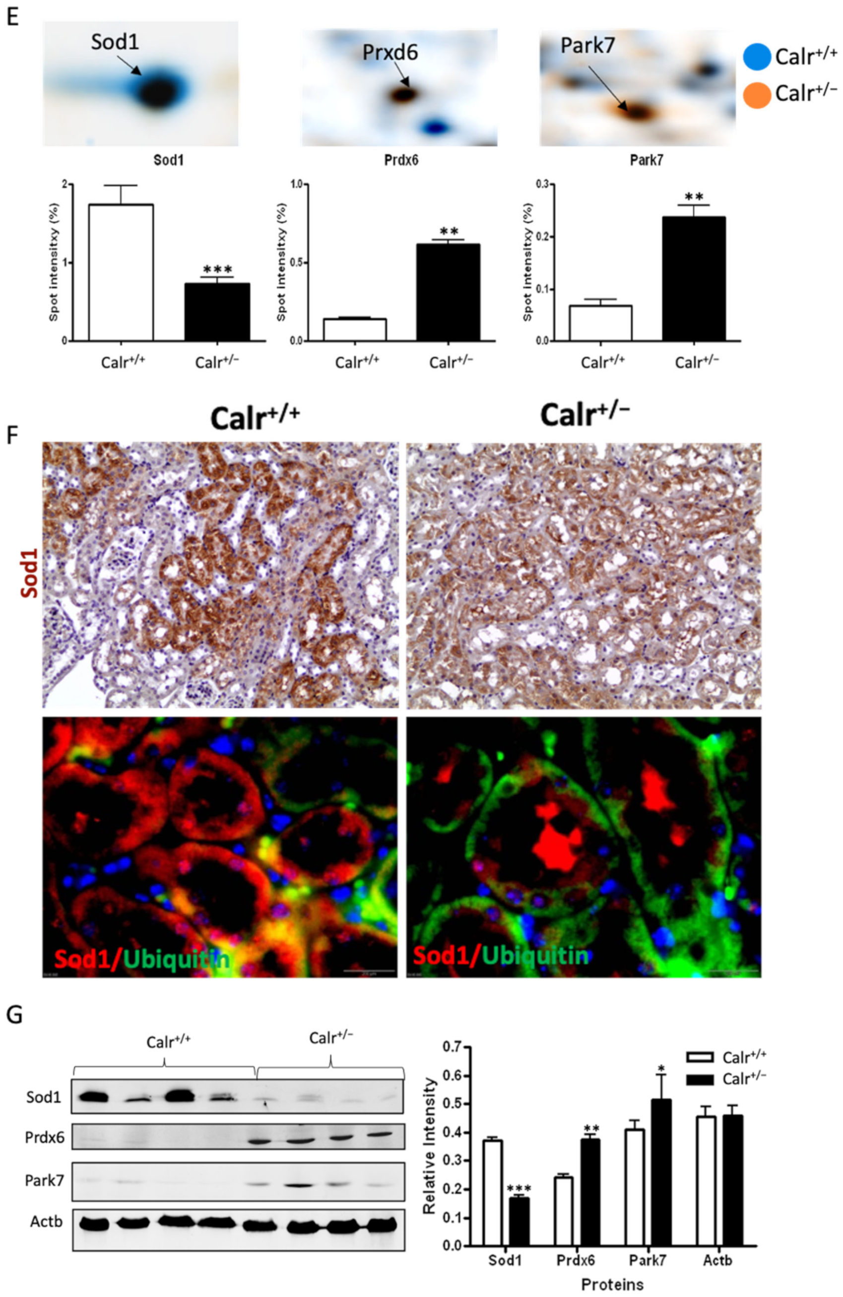 Cells 11 01329 g004b