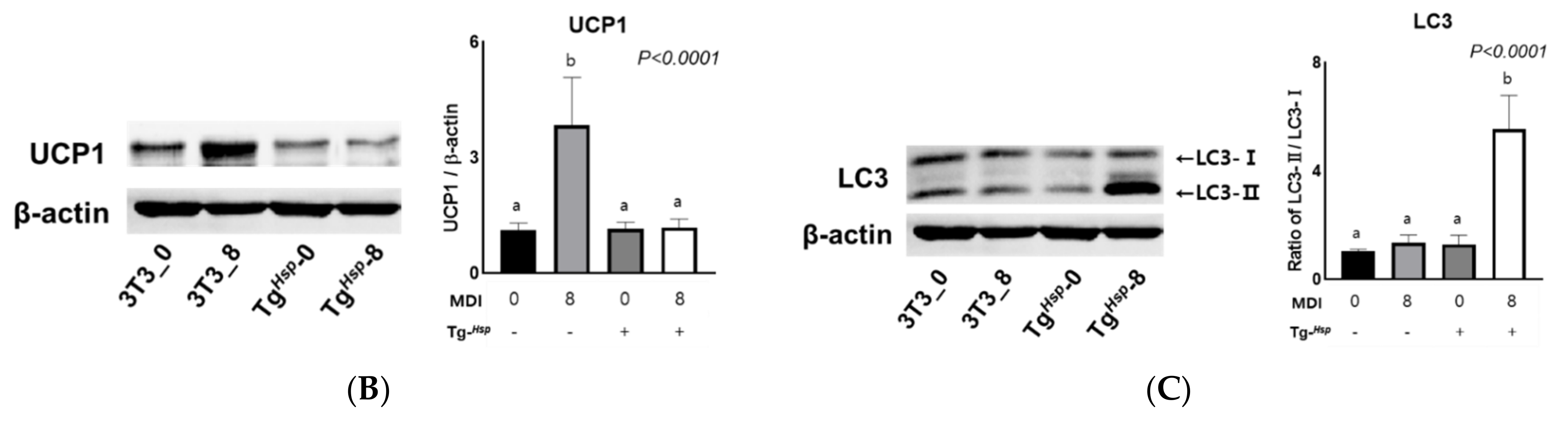 Cells 11 01331 g004b 550