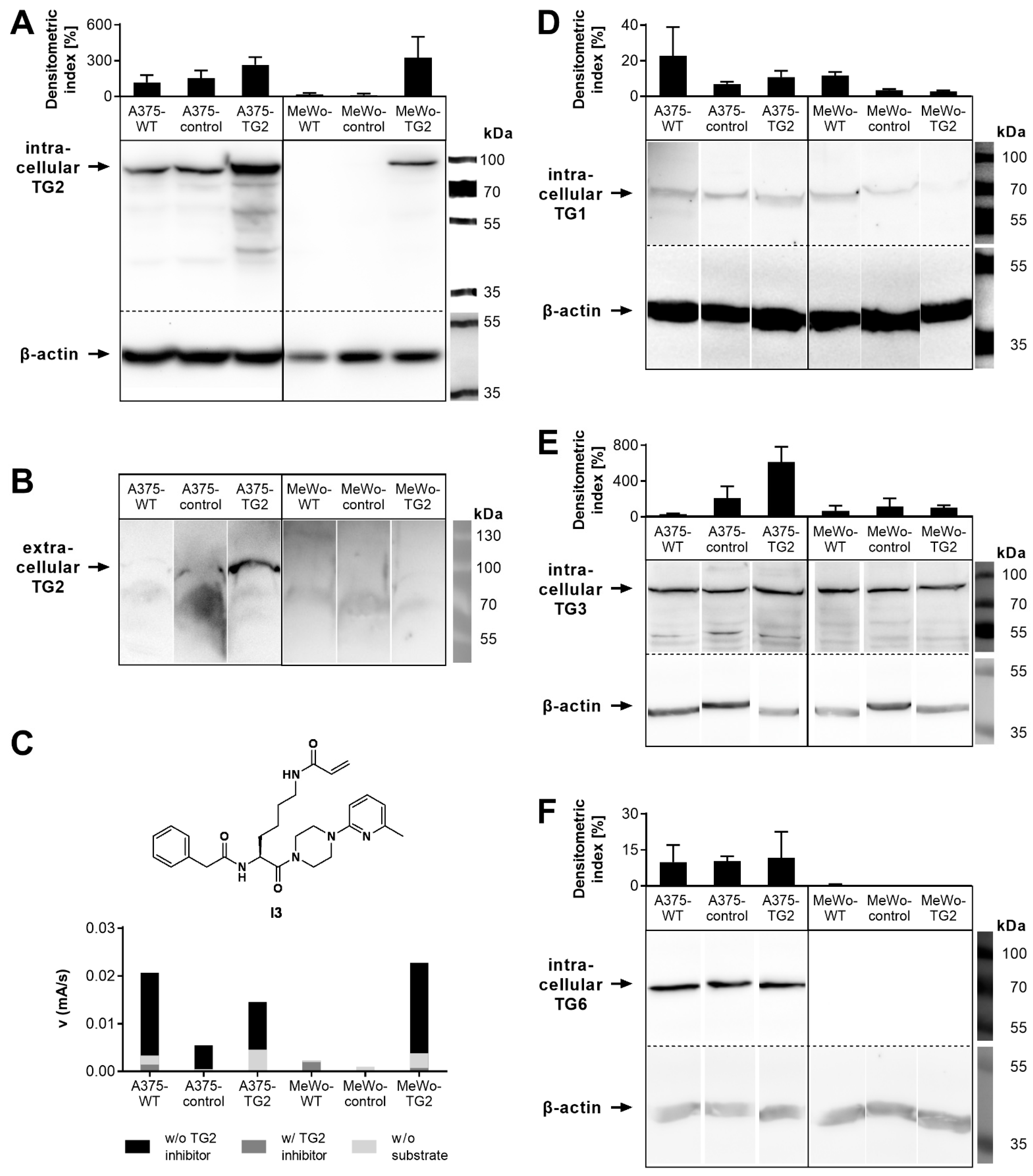 Cells 11 01342 g001 550