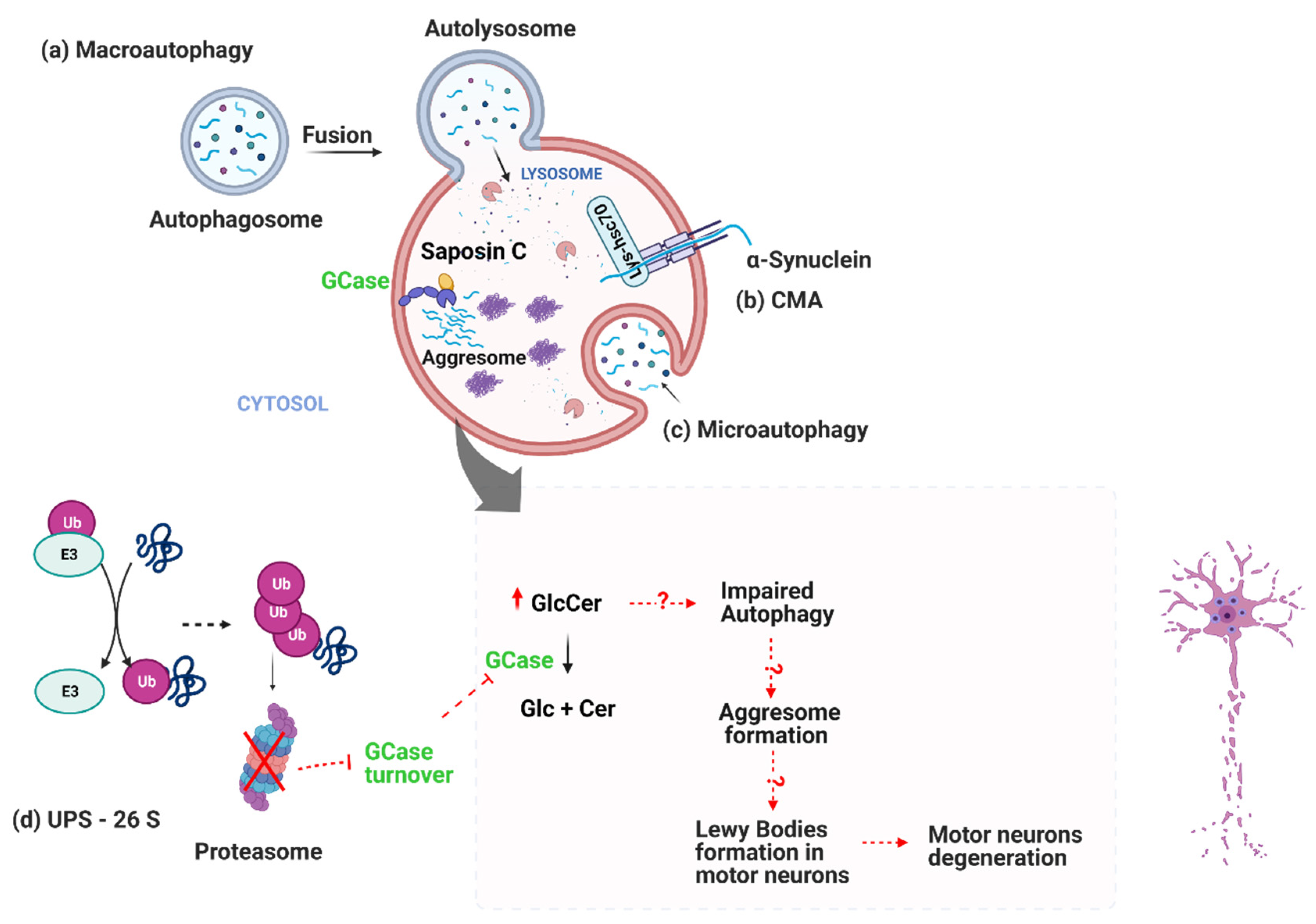 Cells 11 01353 g001