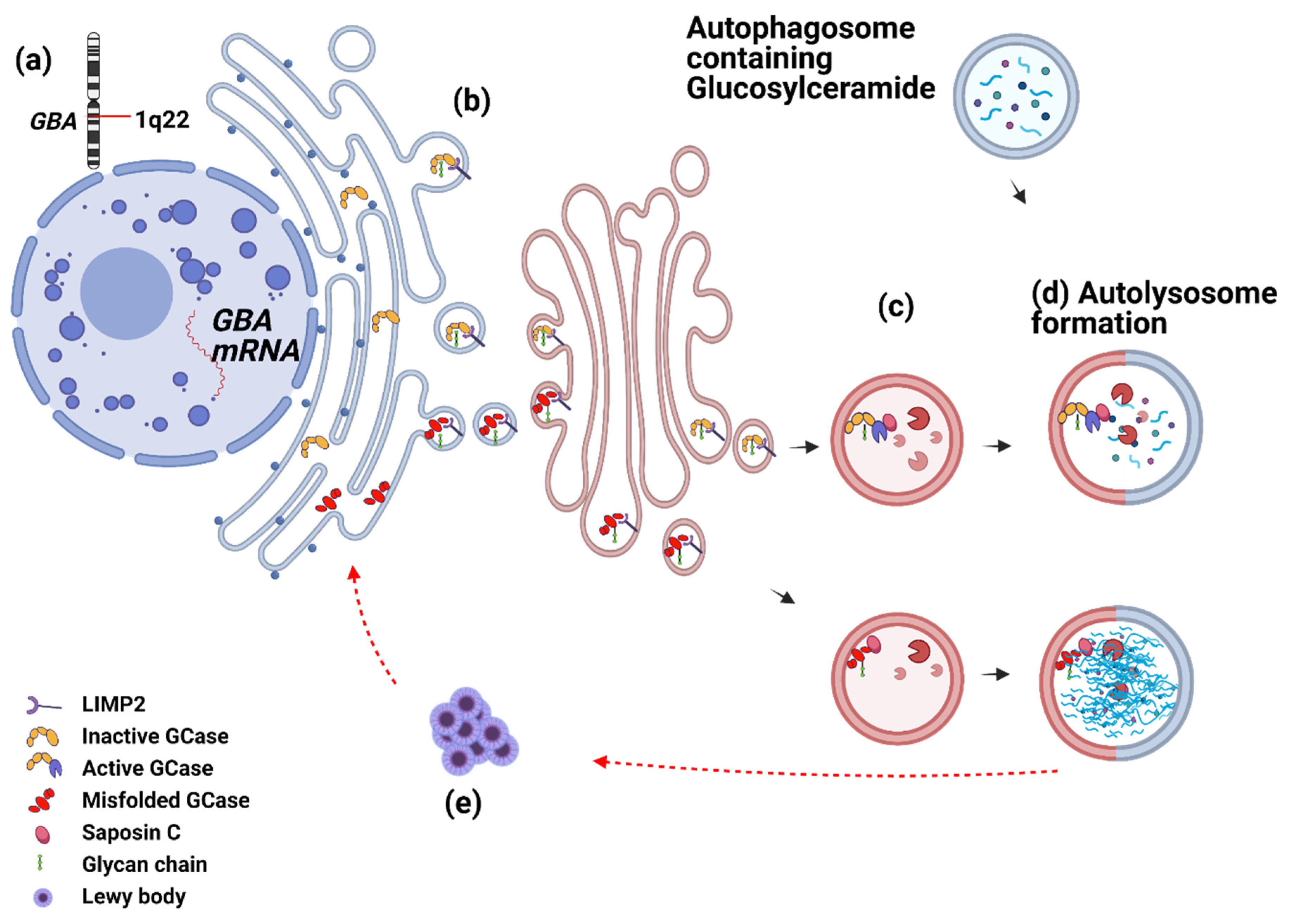 Cells 11 01353 g002