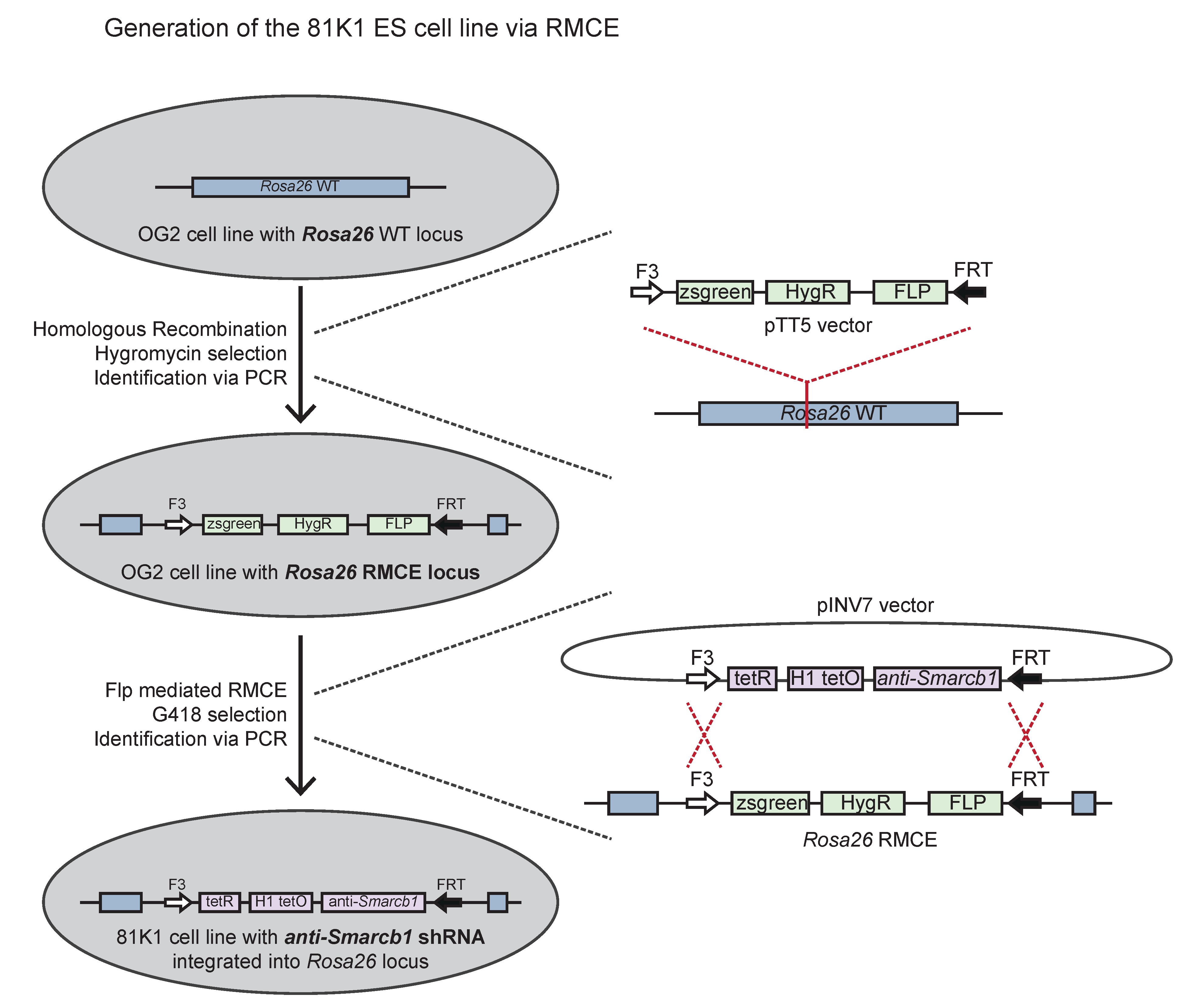 Cells 11 01354 sch001 550