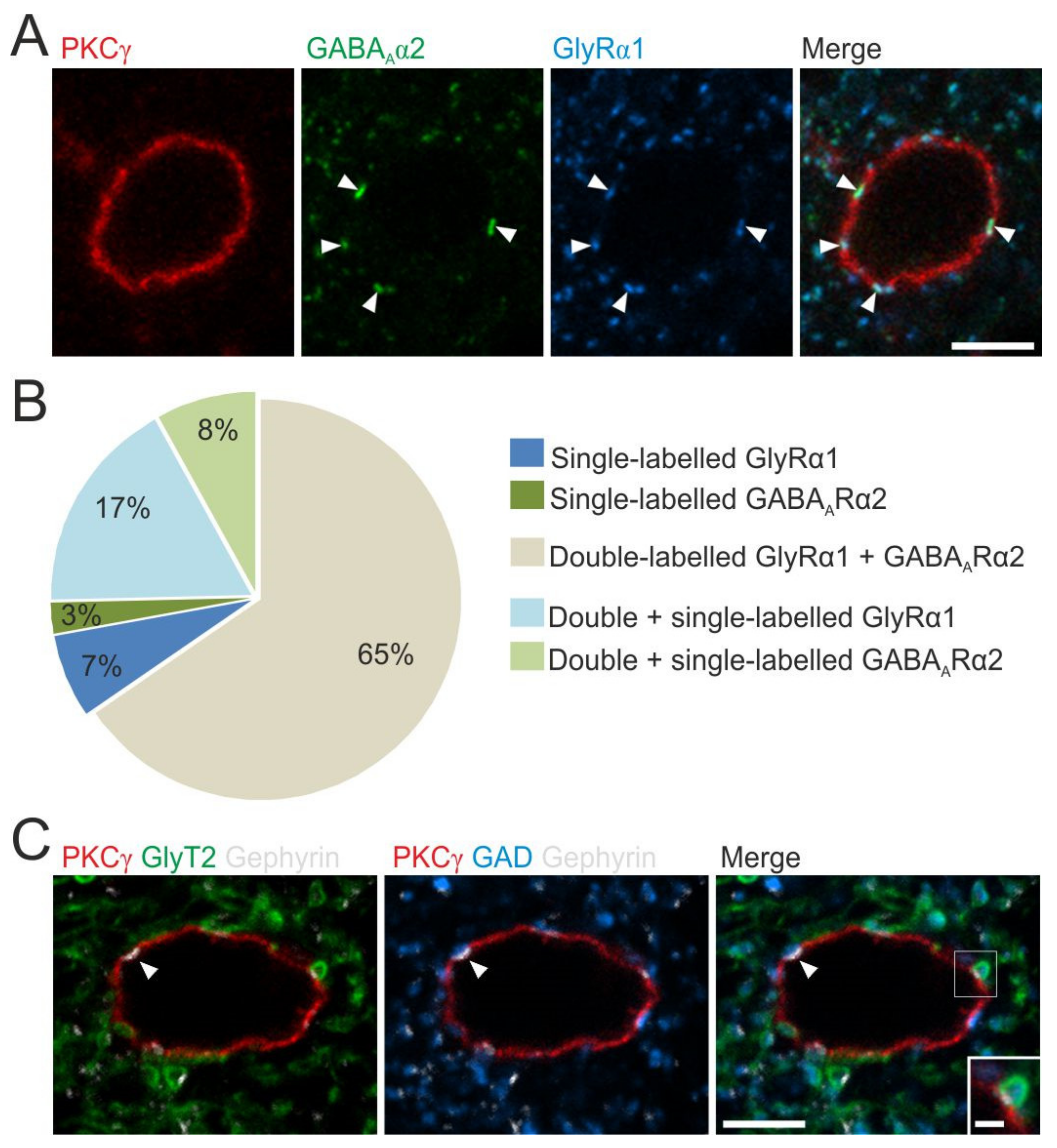 Cells 11 01356 g004 Cells 11 01356 g004