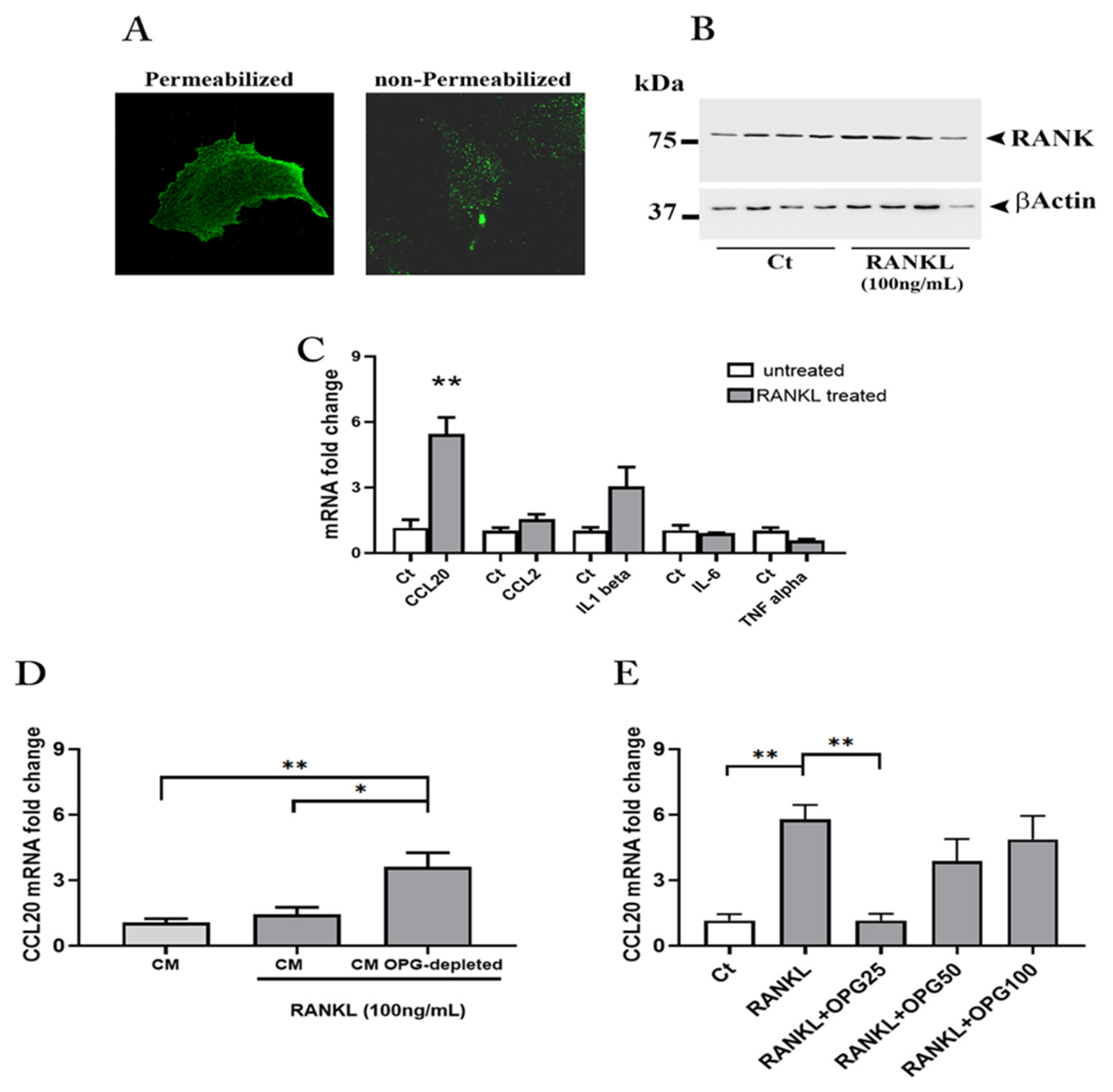 Cells 11 01357 g004 Cells 11 01357 g004