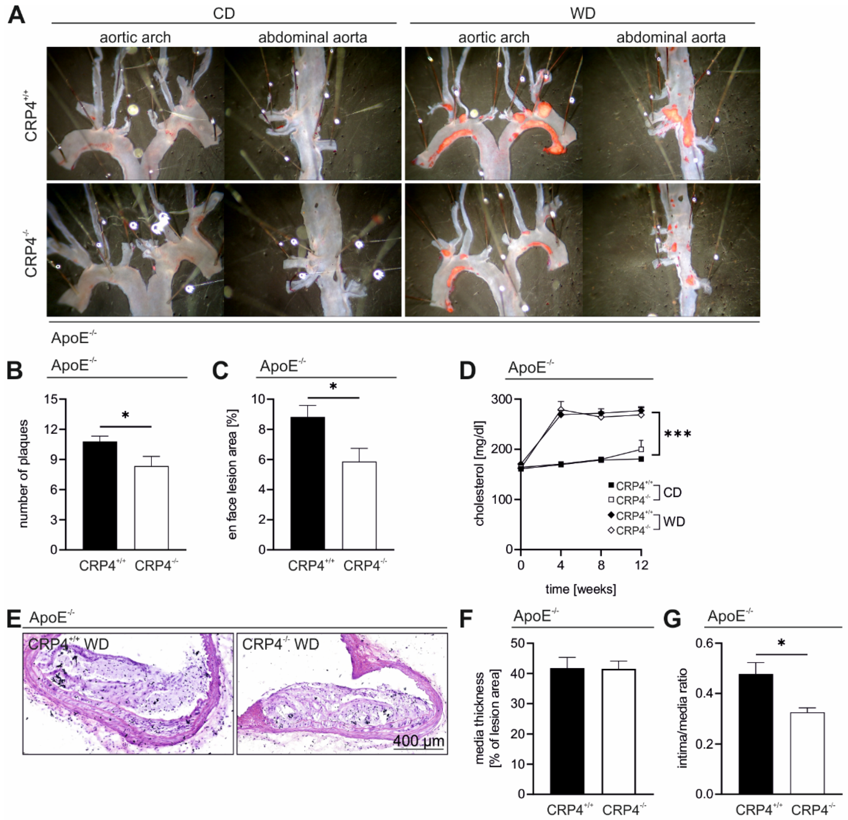Cells 11 01364 g002 Cells 11 01364 g002