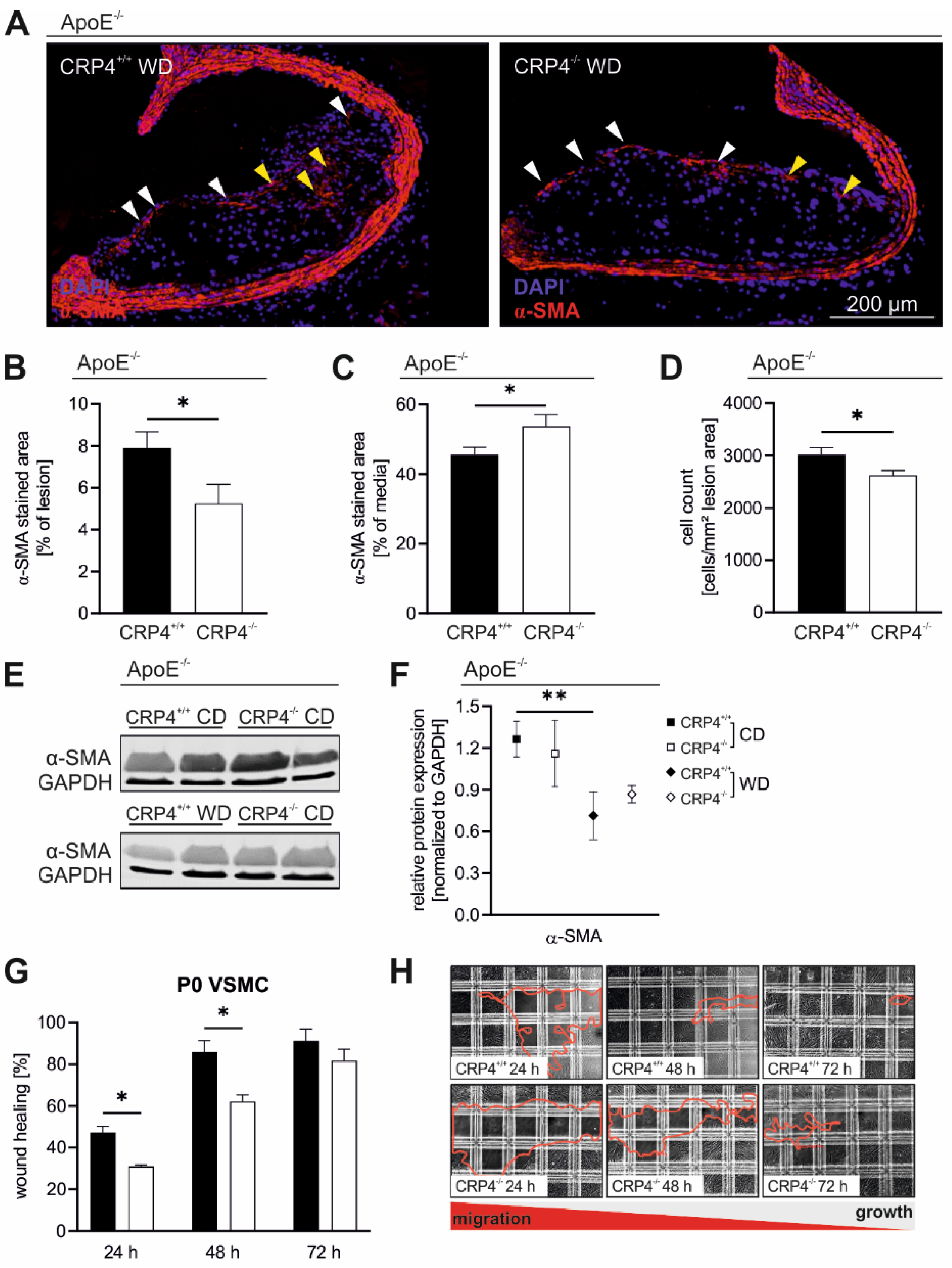 Cells 11 01364 g003 Cells 11 01364 g003