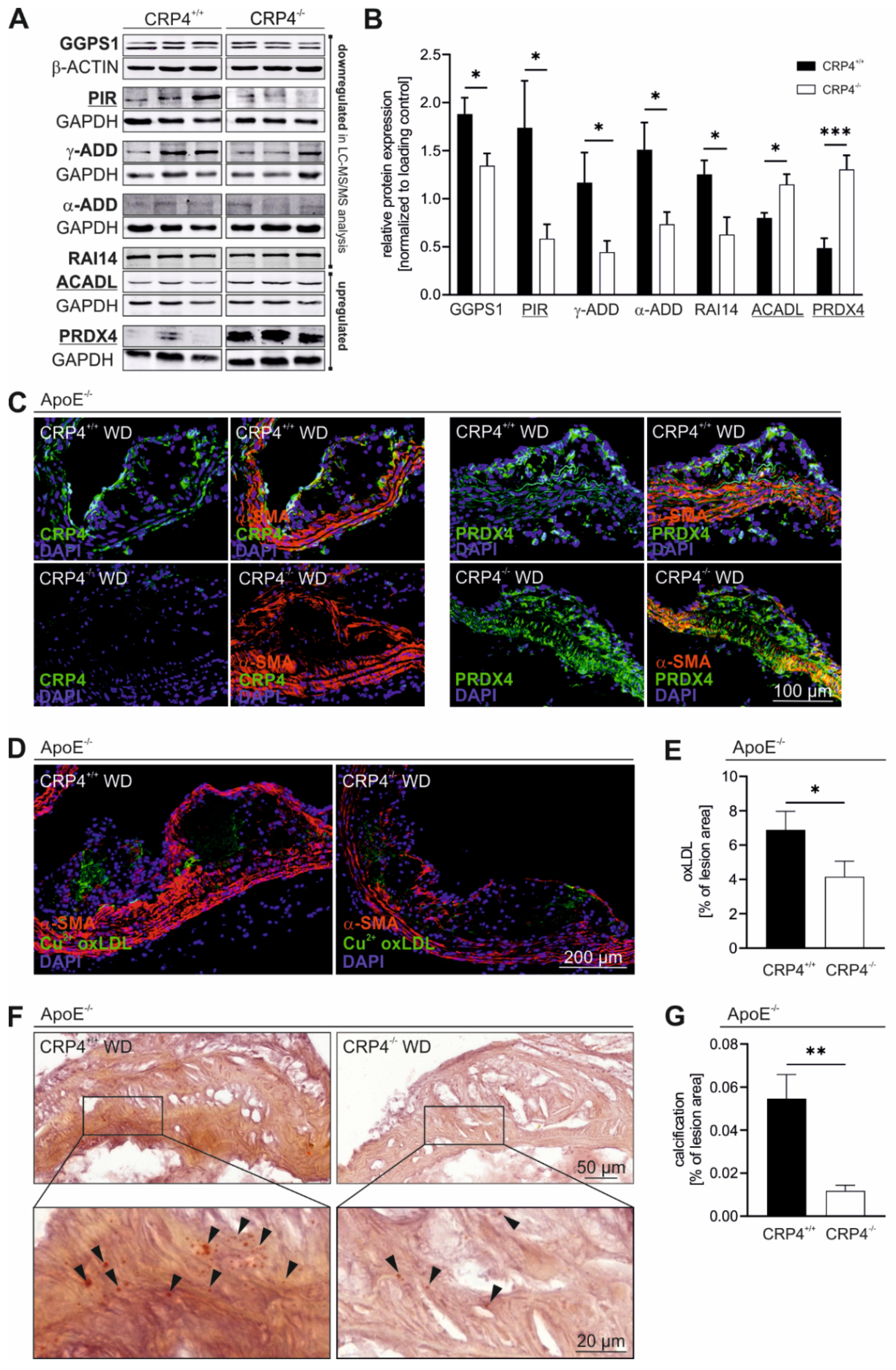 Cells 11 01364 g005 Cells 11 01364 g005