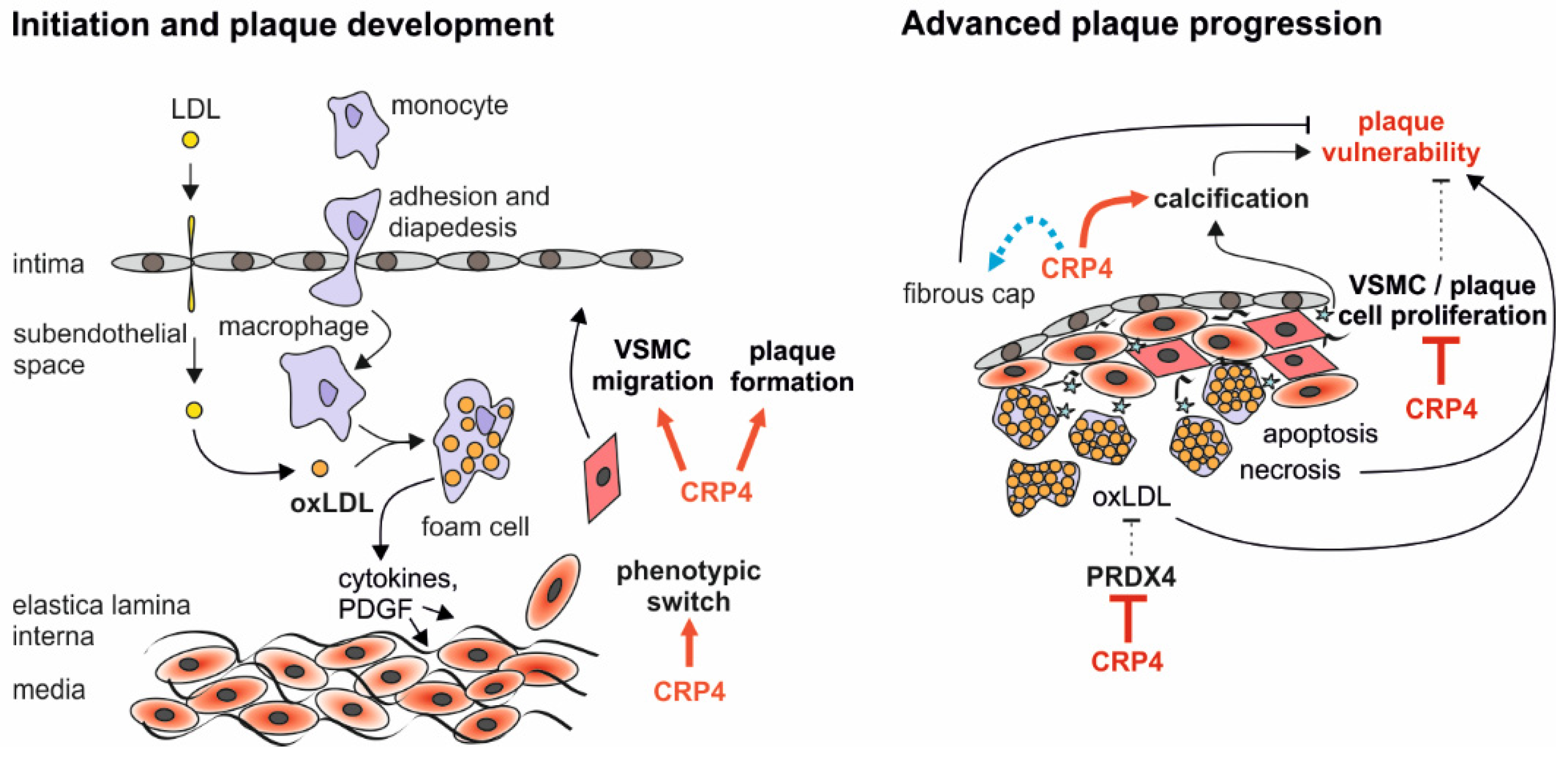 Cells 11 01364 g006 Cells 11 01364 g006