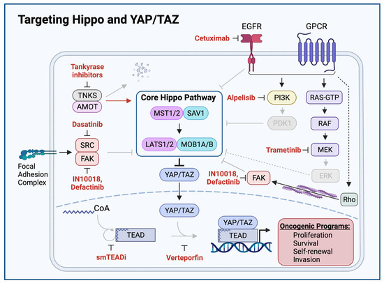 Genomic Hippo Pathway Alterations and Persistent YAP/TAZ Activation ...