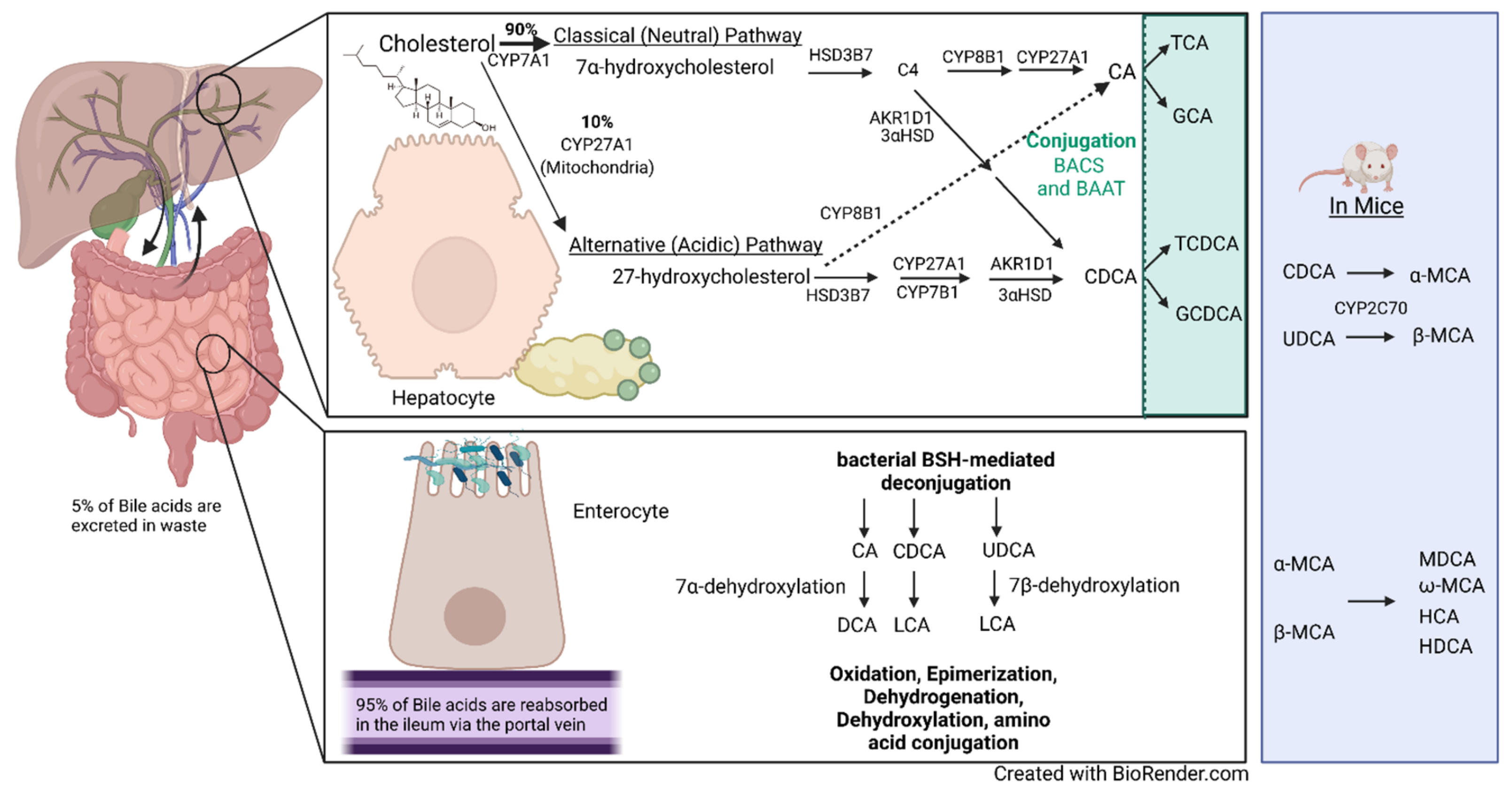 Cells 11 01374 g002 550