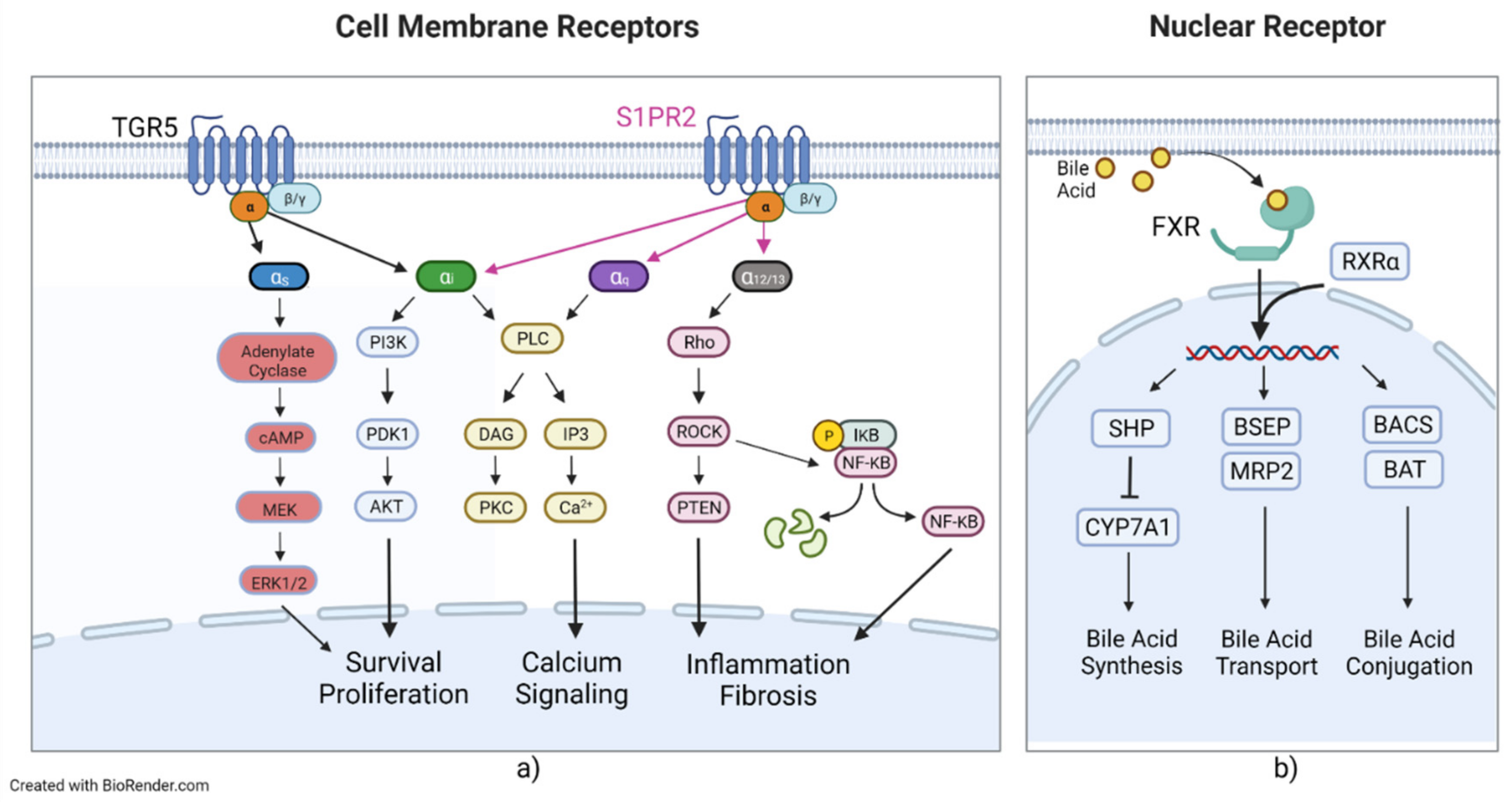 Cells 11 01374 g003 550