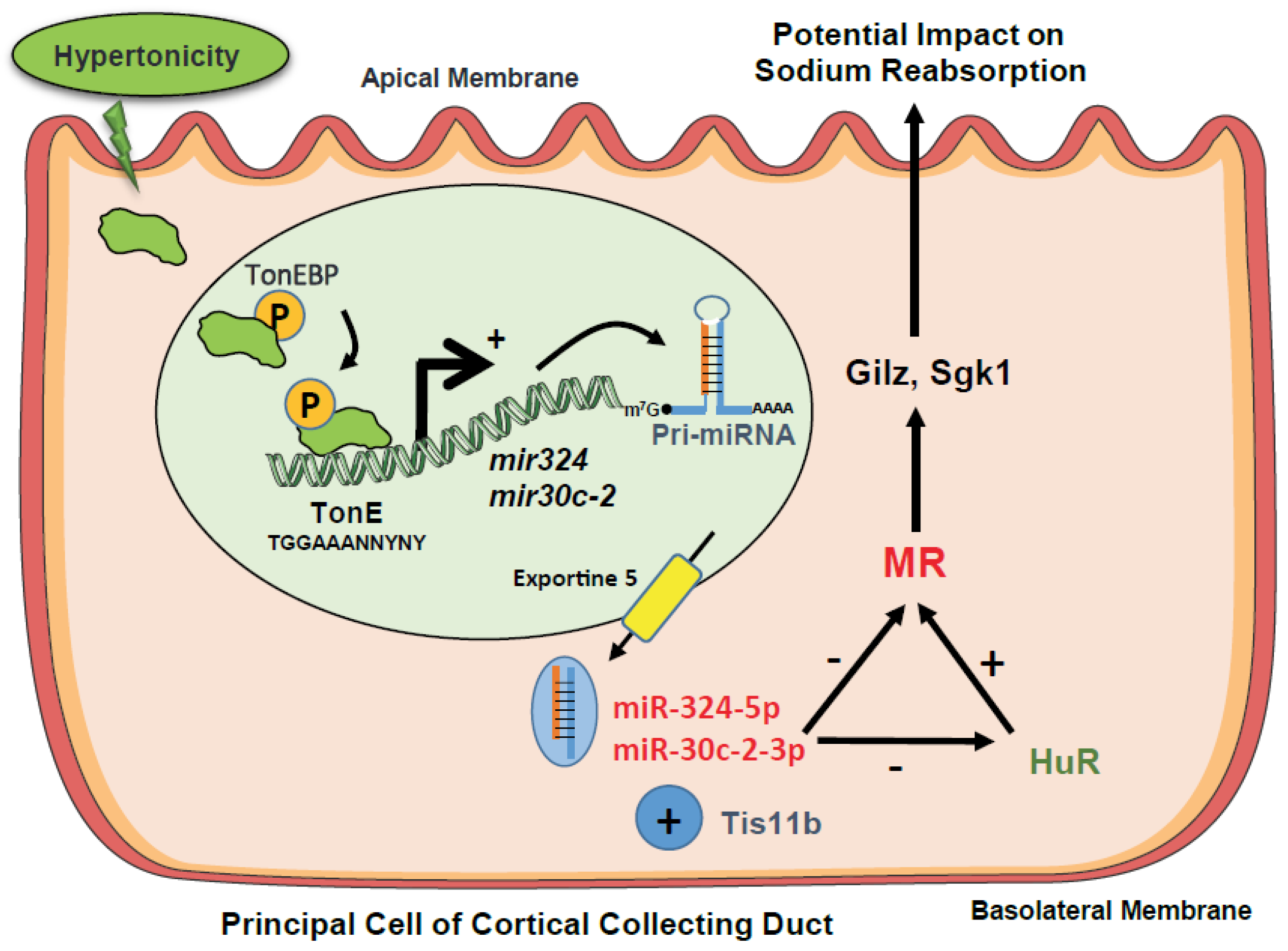 Cells 11 01377 g008 Cells 11 01377 g008