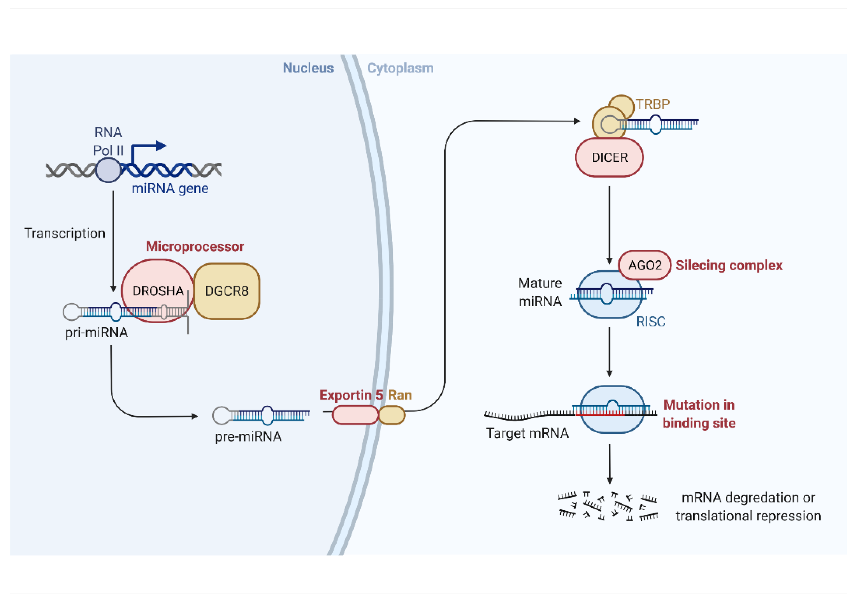 Cells 11 01380 g001 Cells 11 01380 g001