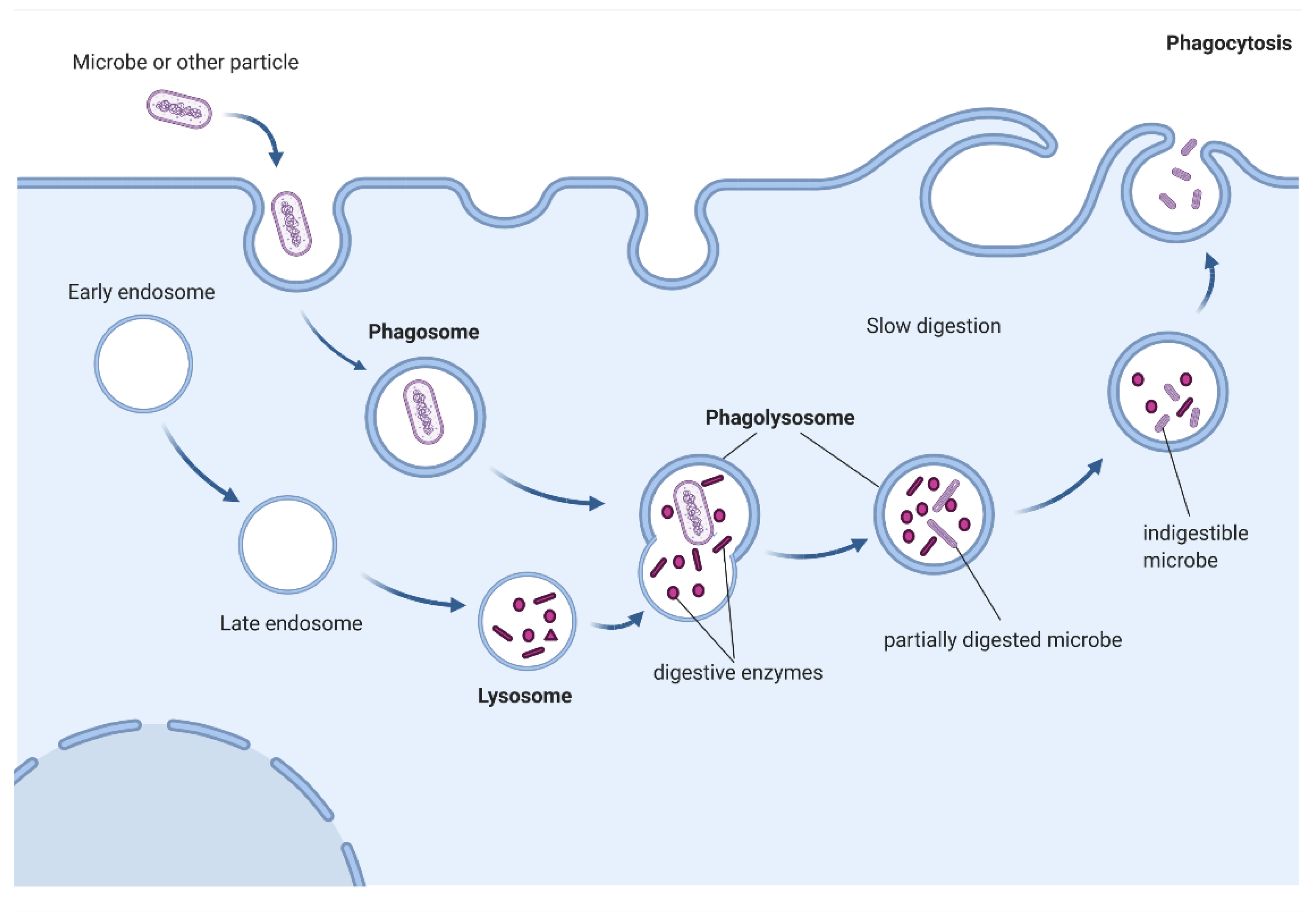 Cells 11 01380 g002 Cells 11 01380 g002