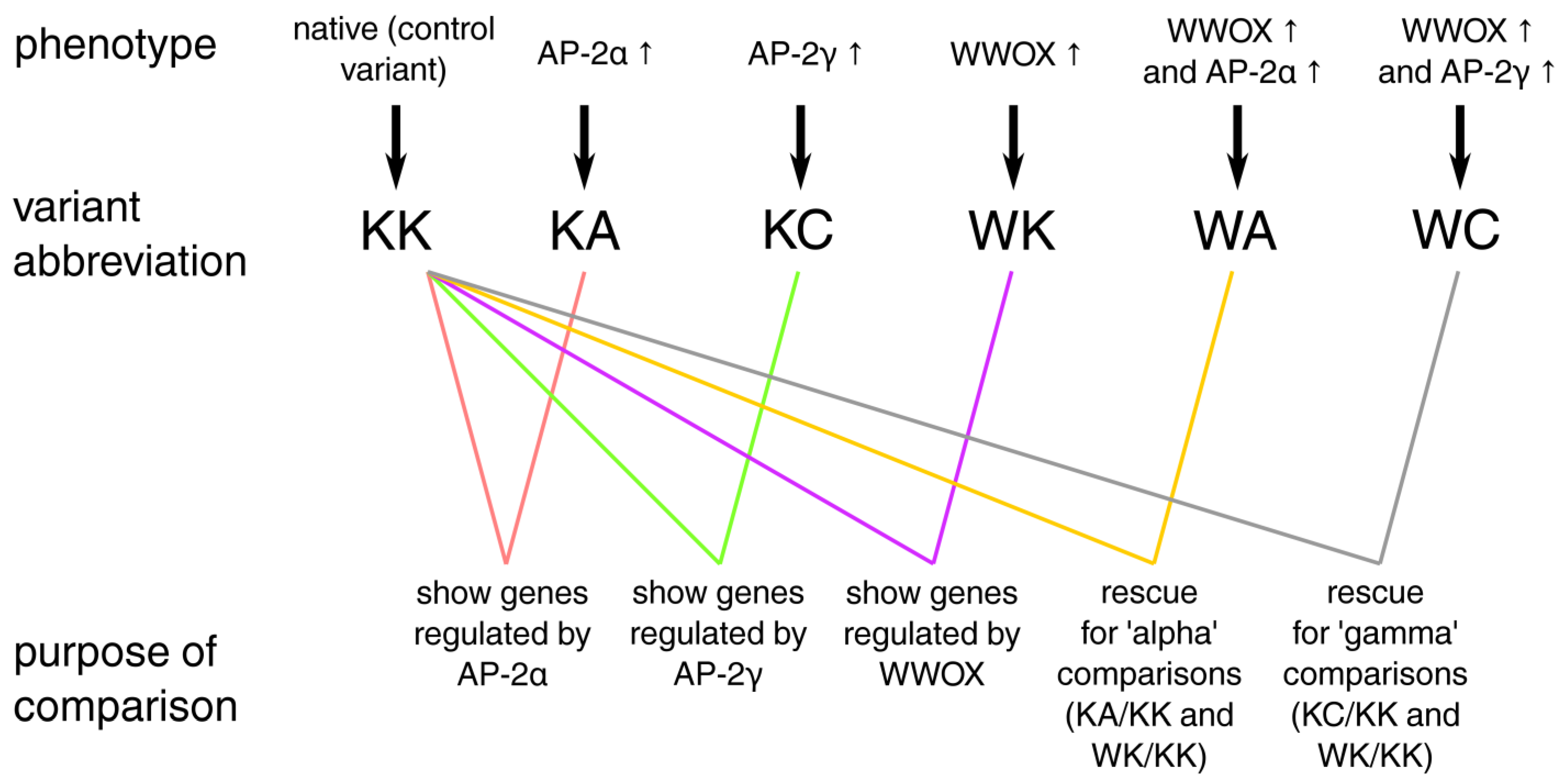Cells 11 01382 g001 Cells 11 01382 g001