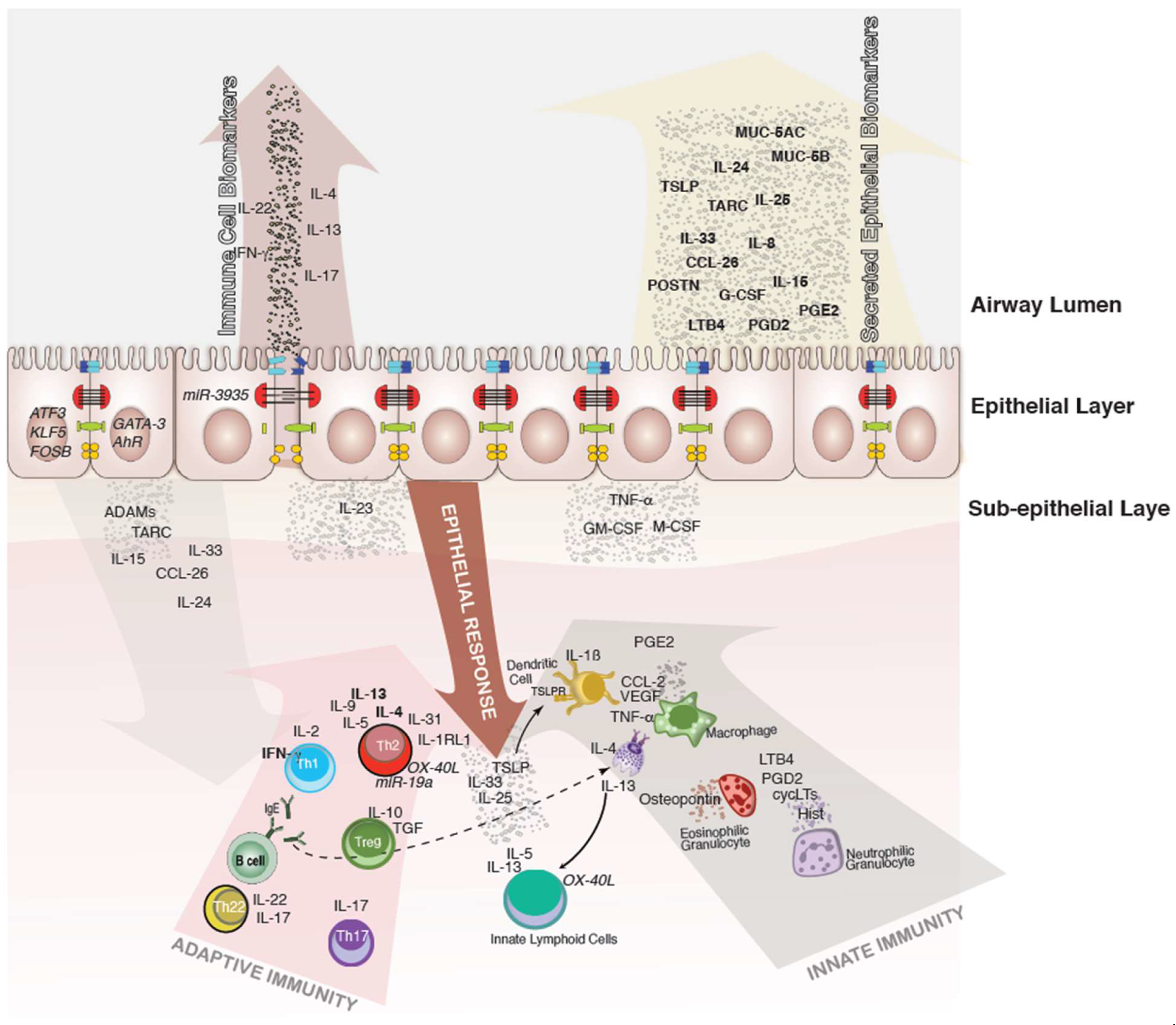 Cells | Free Full-Text | Role of Respiratory Epithelial Cells in Allergic Diseases | HTML Cells | Free Full-Text | Role of Respiratory Epithelial Cells in Allergic Diseases | HTML