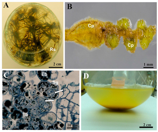 Flo Yellow Liquid Epoxy Dye - Neills Materials