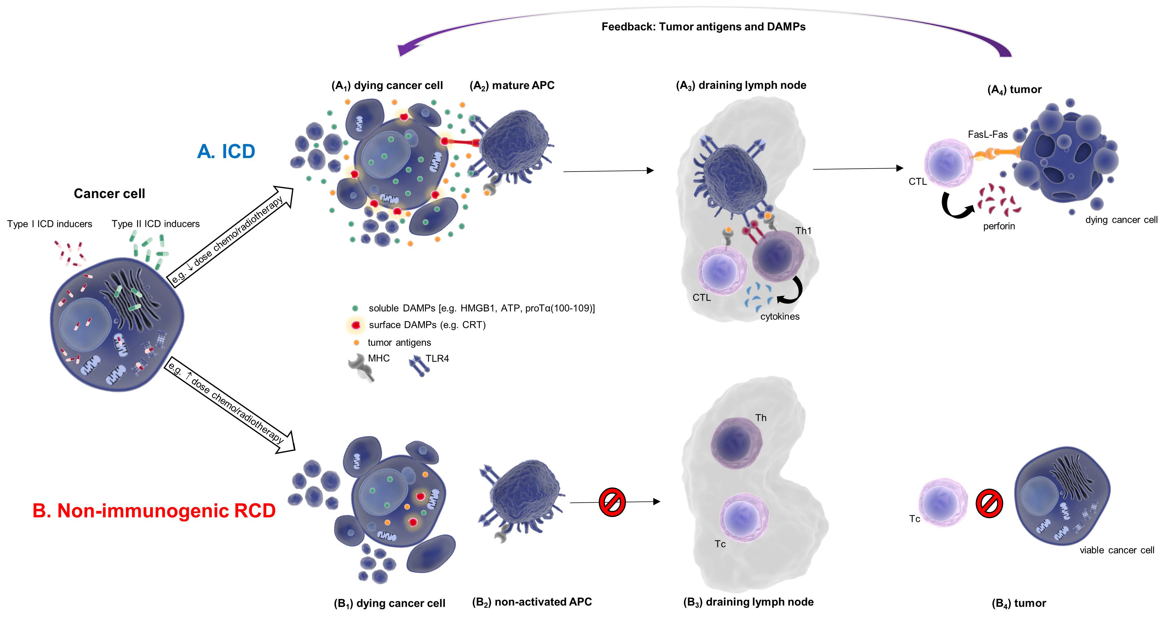 Cells 11 01415 g001 550